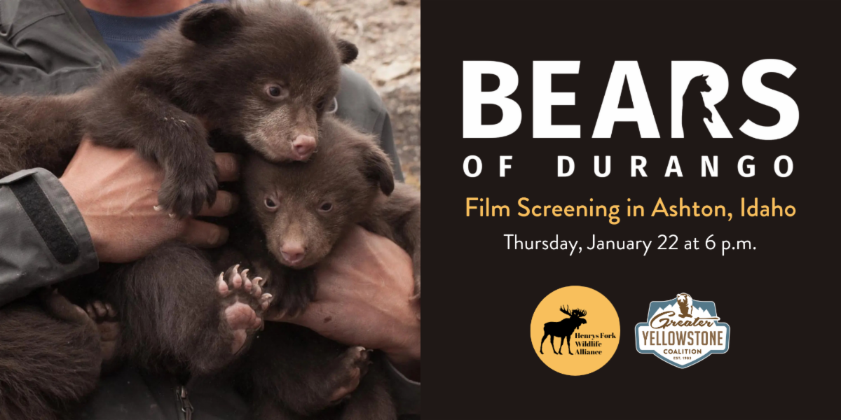 Bears of Durango, Film