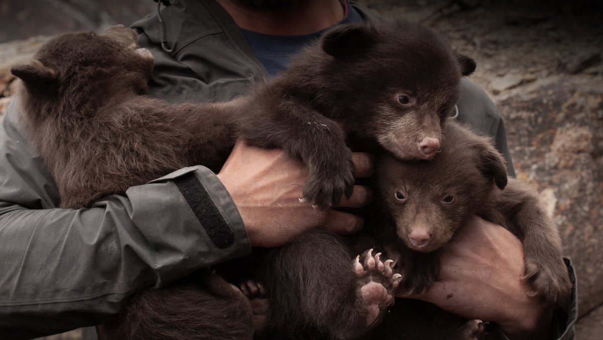 Bears of Durango, Film Screening