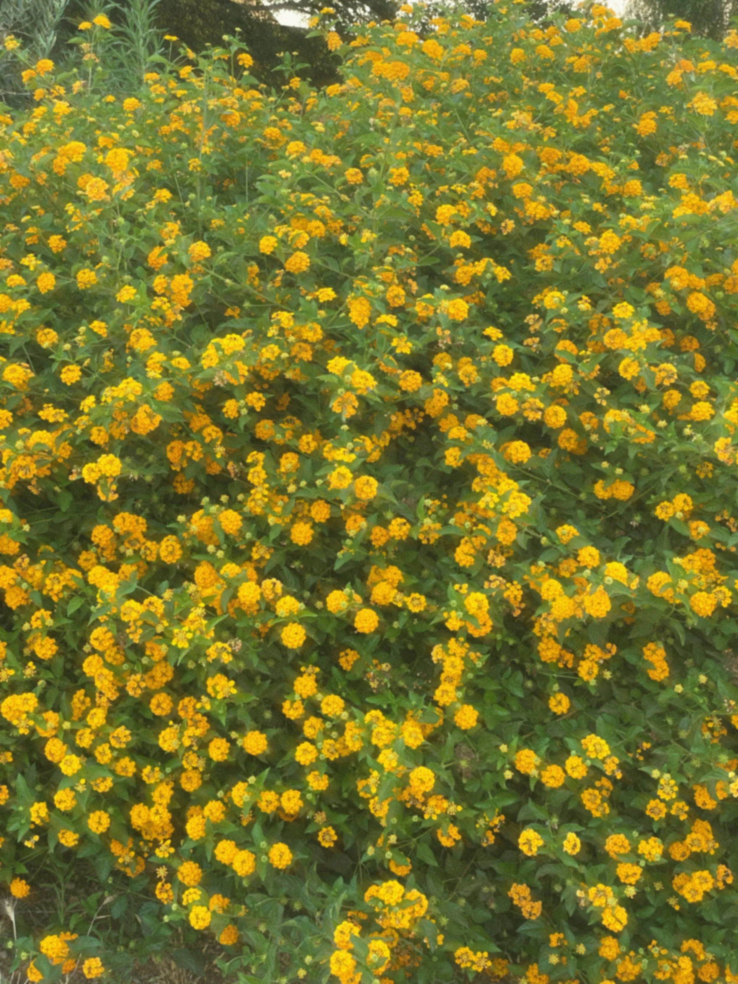 stecca-film-effect_flowers.jpg