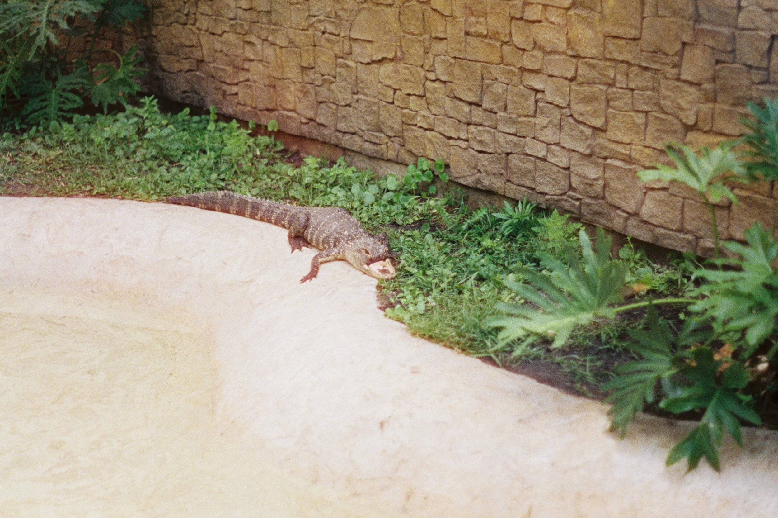 Jawlene, Gatorland, 2025