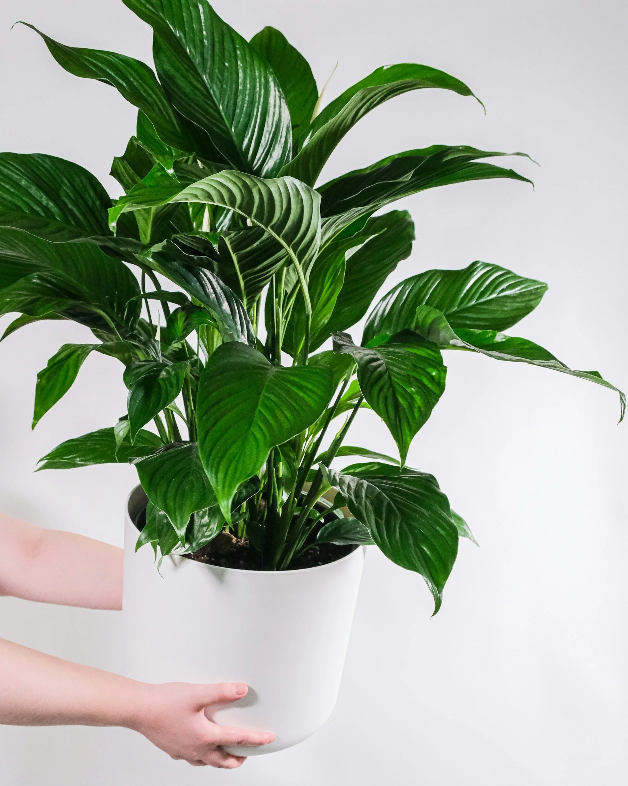 Peace lily house plant in a pot