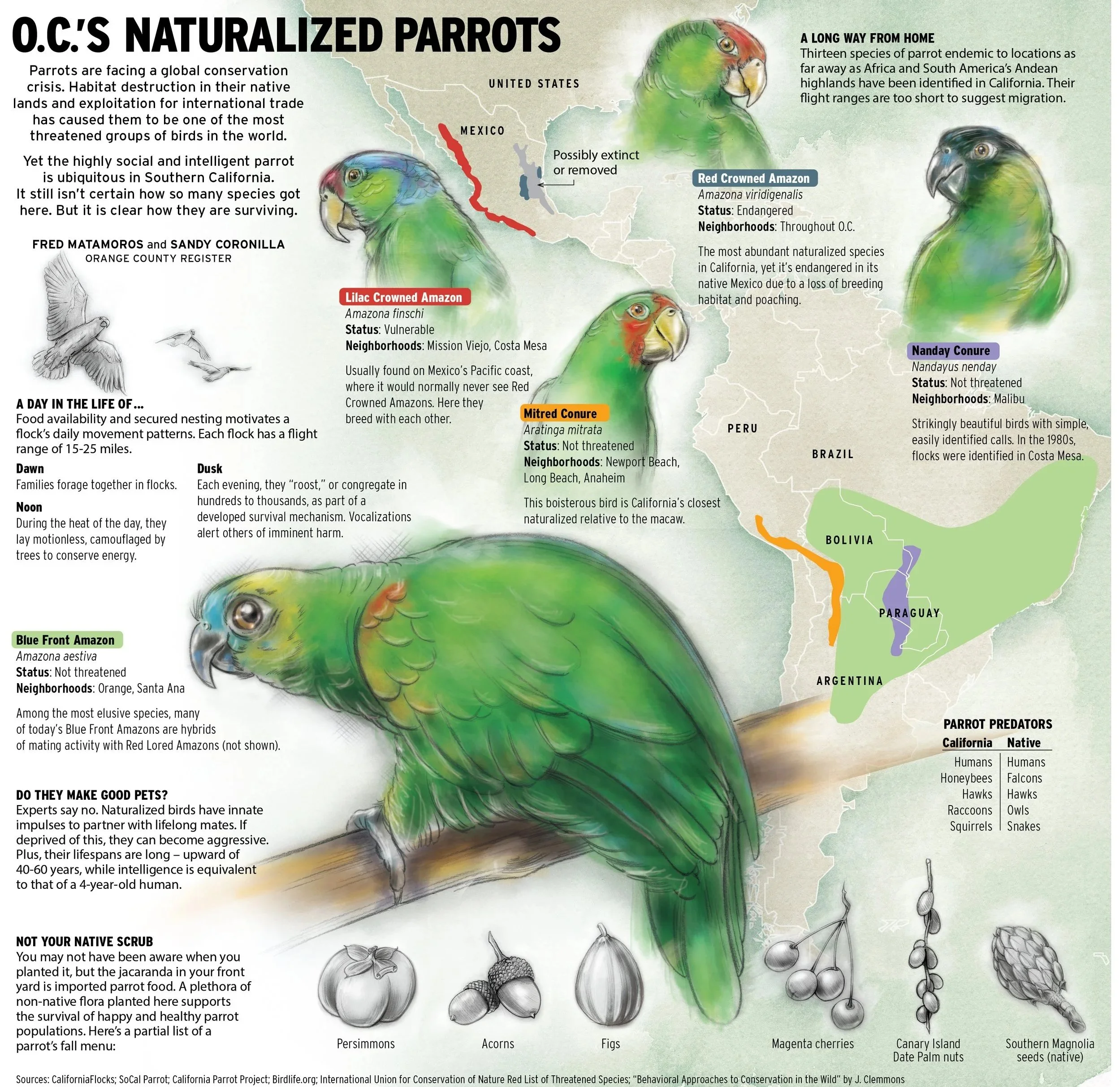 OC+Focus+Parrots.jpg