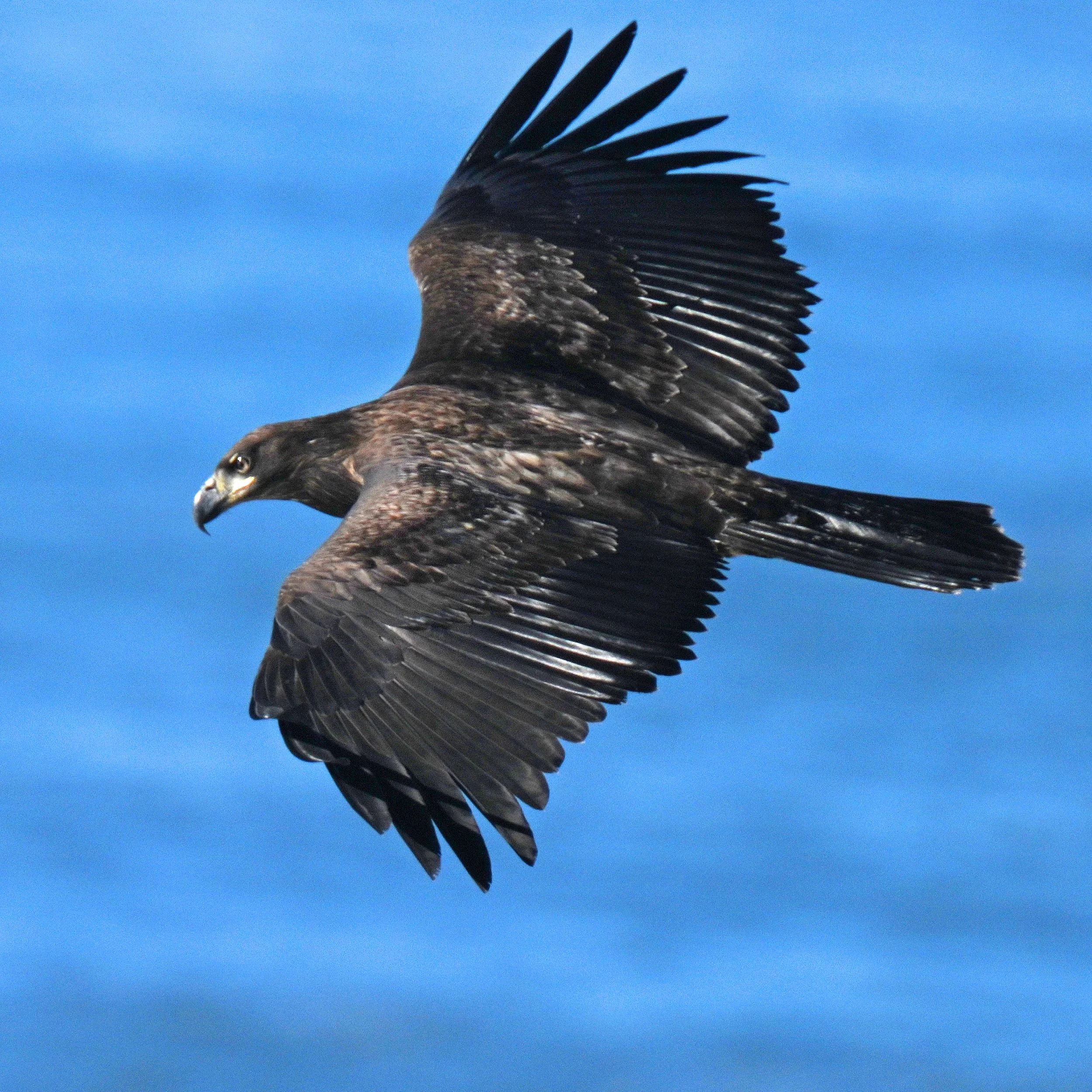 Golden Eagle Cape Disappointment Wash Jan 19 B.jpg