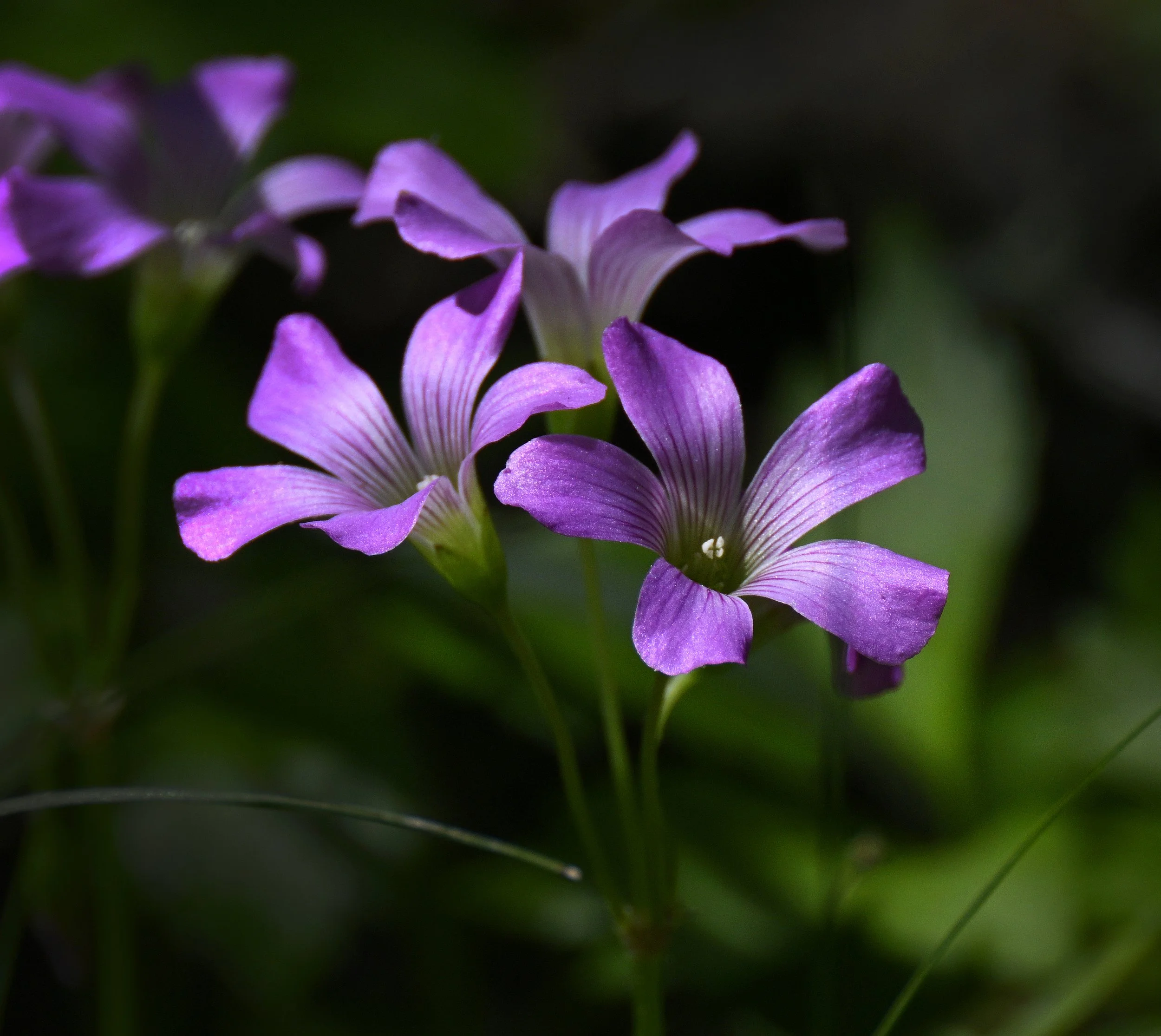 Oxalis articulata.jpg