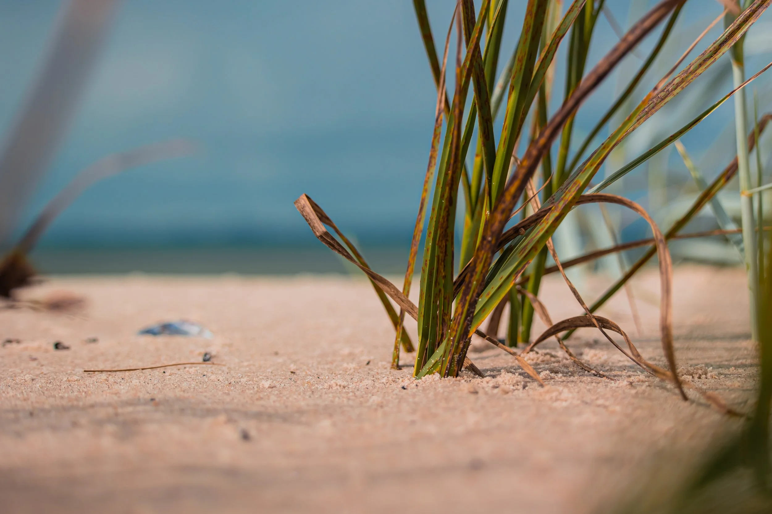 Close-up of sand dunes with beach grass growing at the edge of a beach, with water and sky in the background.