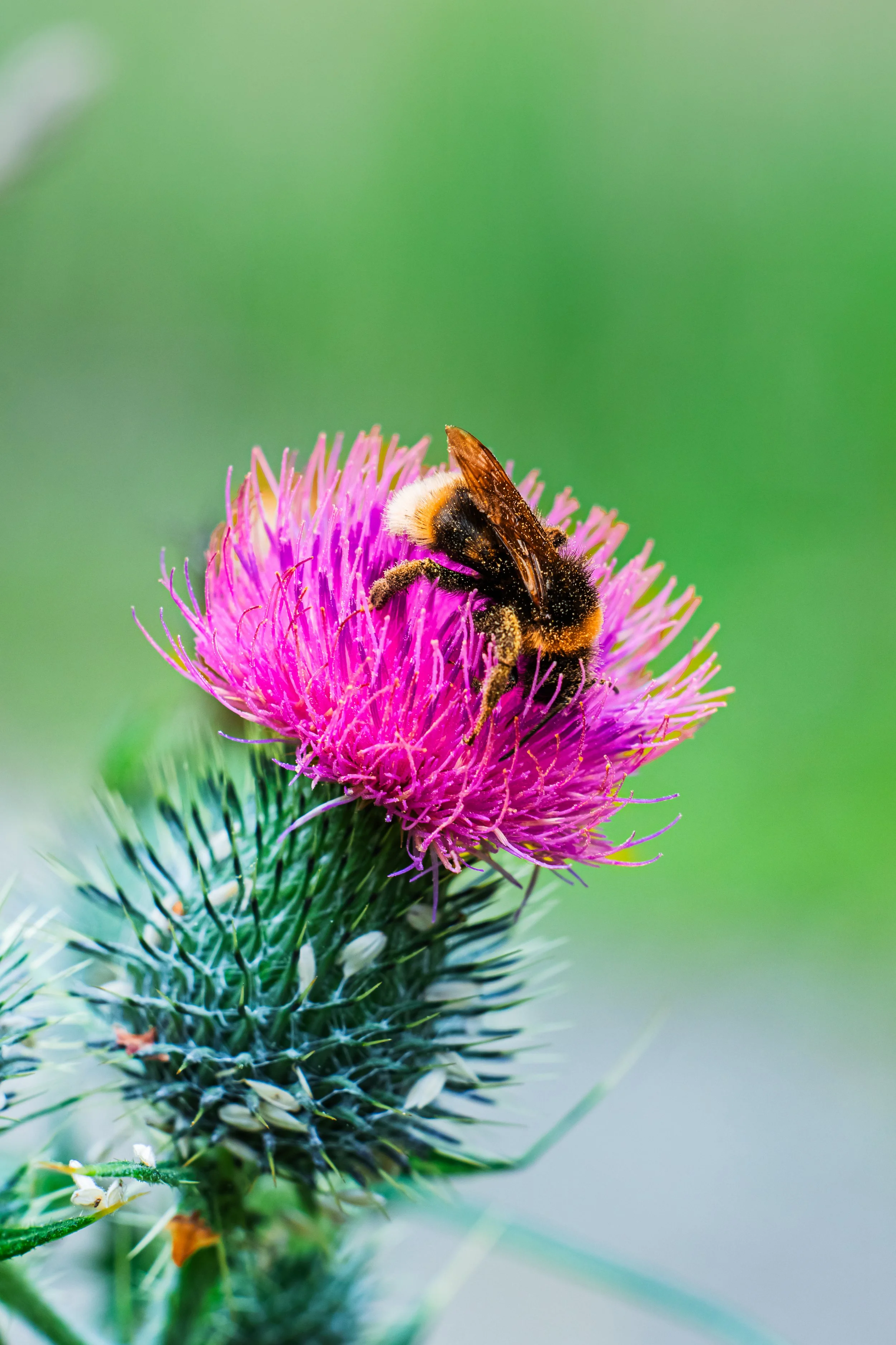 Close-up of a bee collecting nectar from a purple thistle flower with a green blurred background.