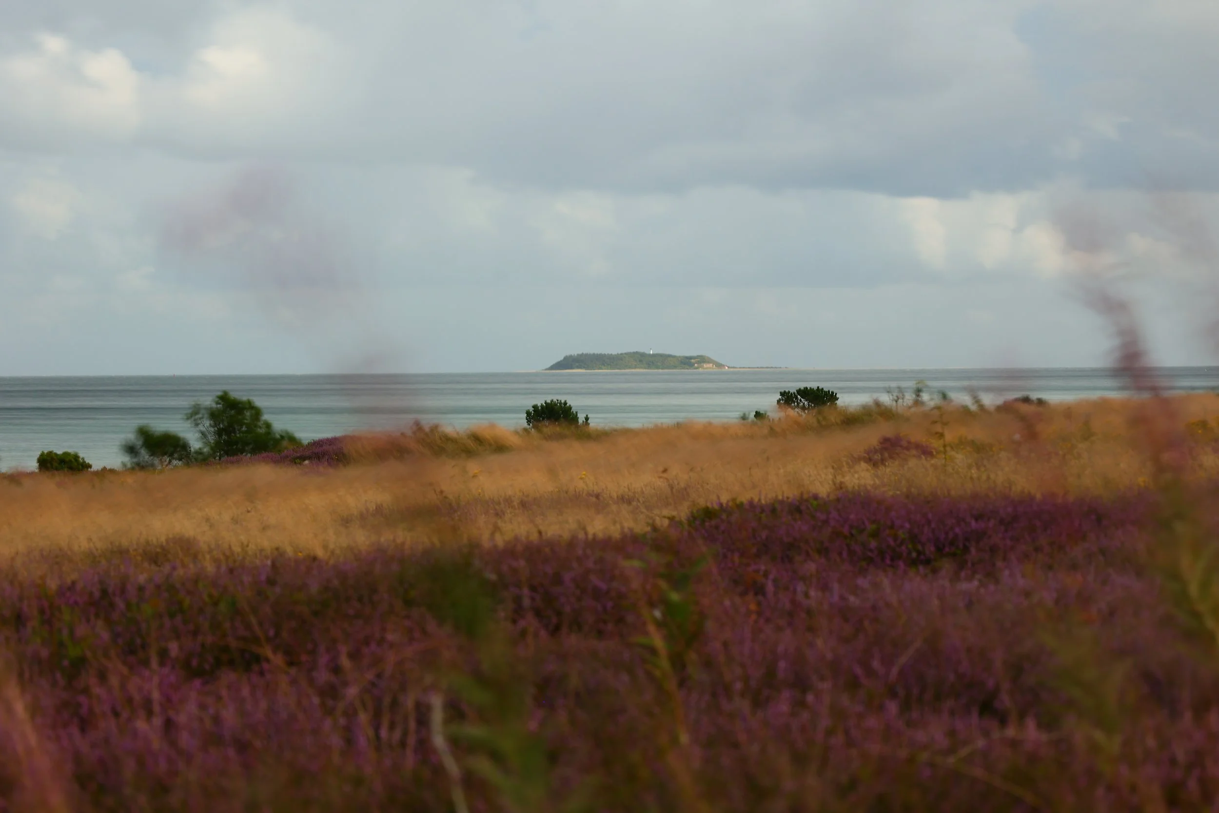 A coastal landscape with purple wildflowers in the foreground, a sandy beach, calm sea, and an island in the distance under cloudy skies.