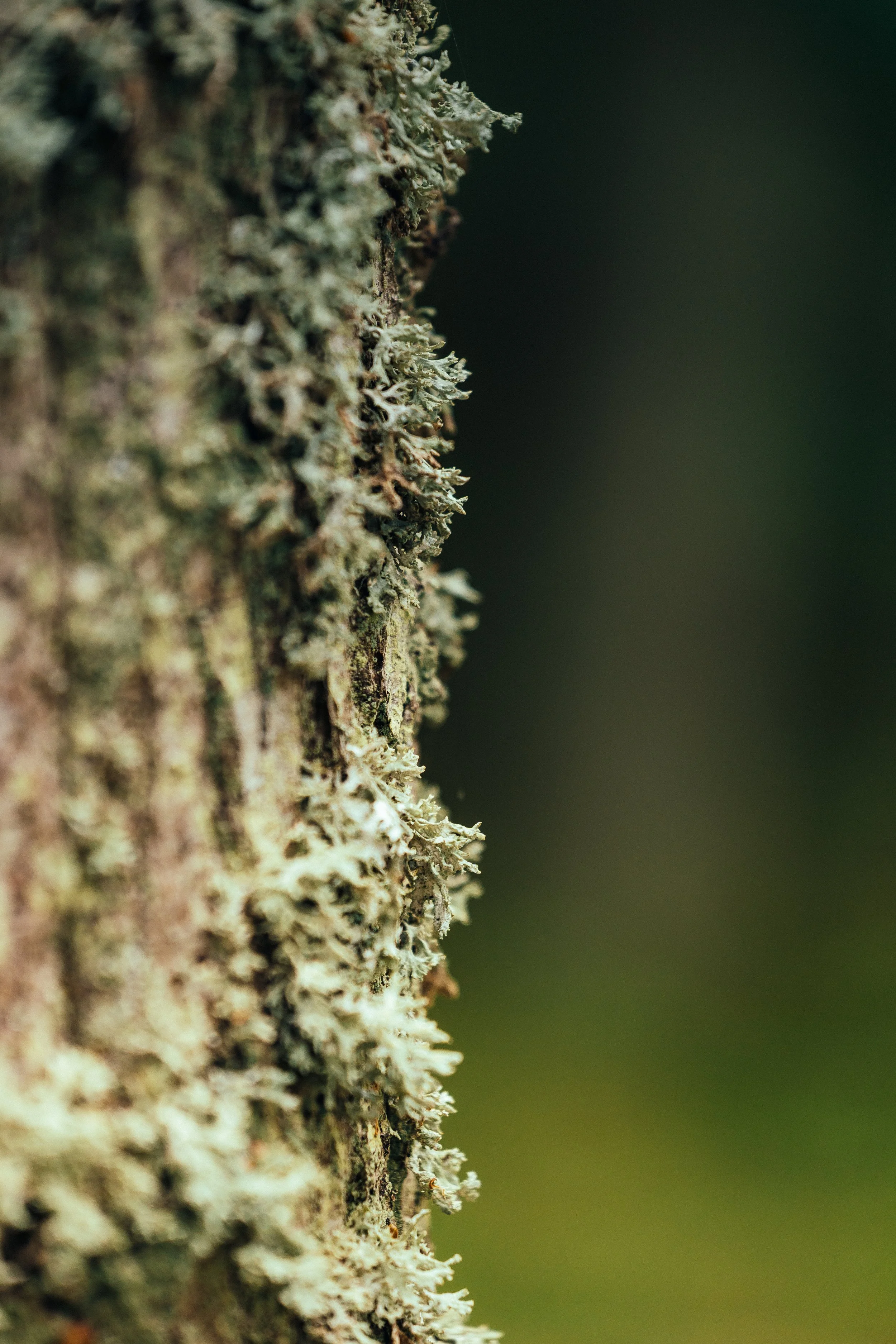 Close-up of tree bark with lichen growth in a forest setting.
