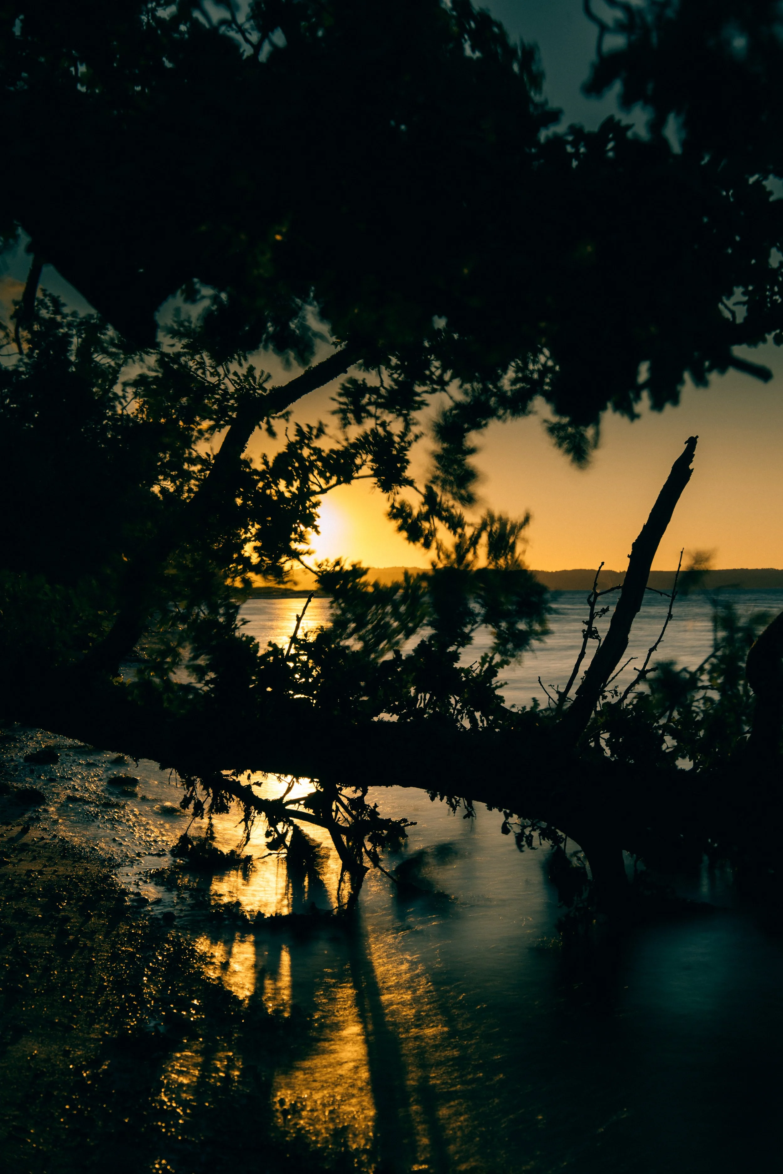A sunset over a body of water, viewed through the silhouette of tree branches and leaves in the foreground.