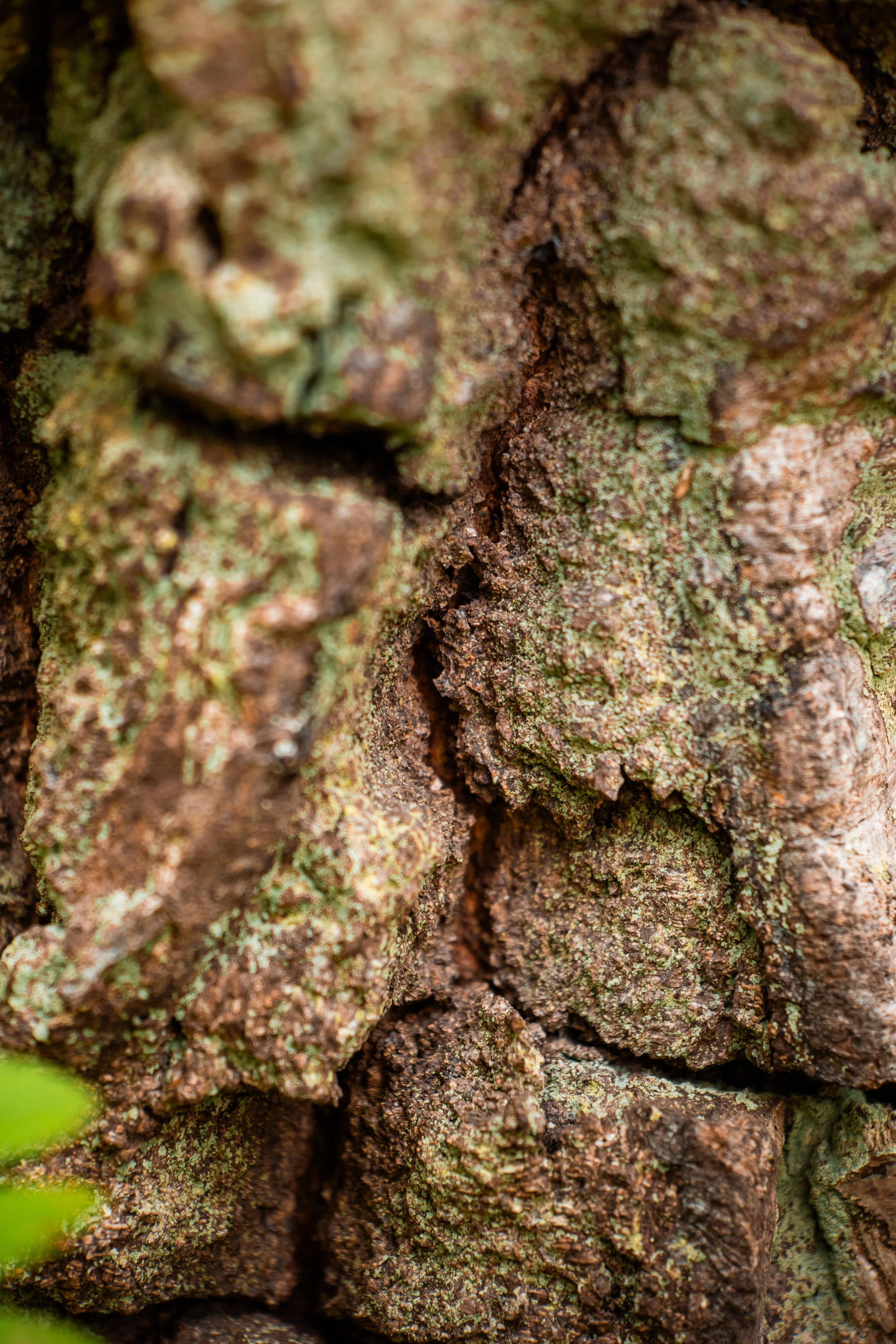 Close-up of tree bark with rough, textured surface covered in patches of moss and lichen.