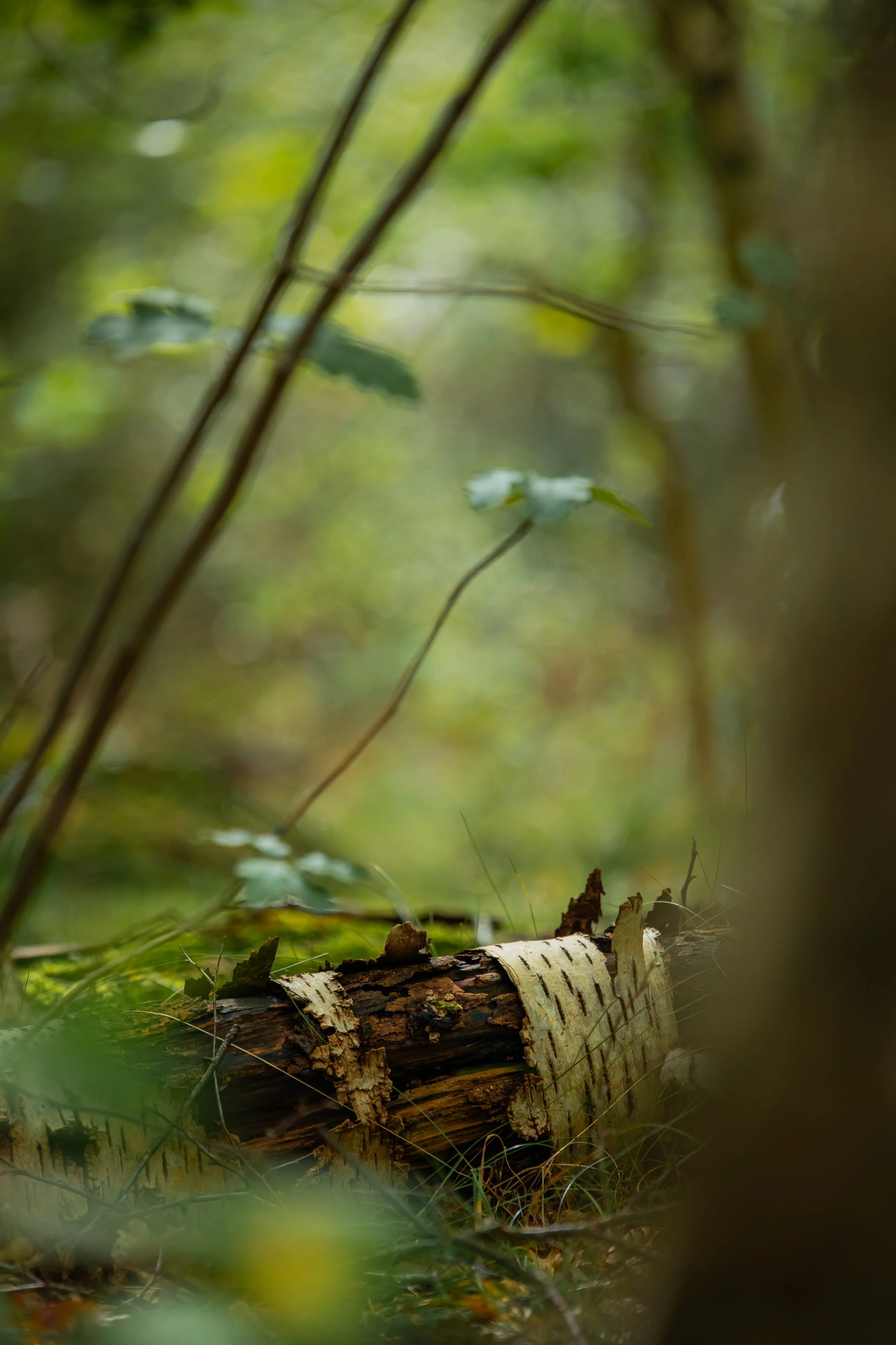 Fallen tree trunk in a forest surrounded by green foliage and blurred plants.