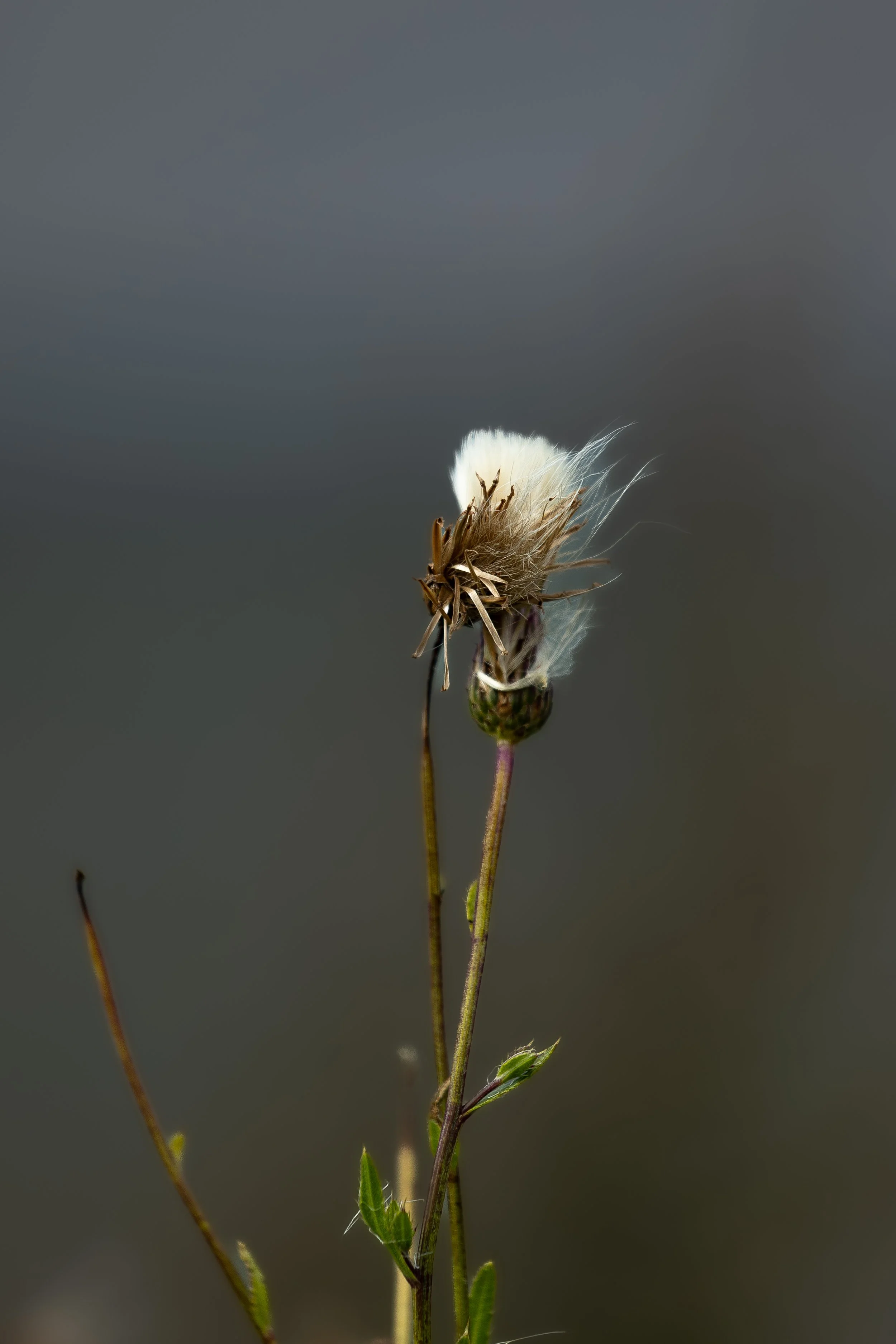 A close-up of a dried thistle plant with white fluffy seed, green leaves, and a blurred background.