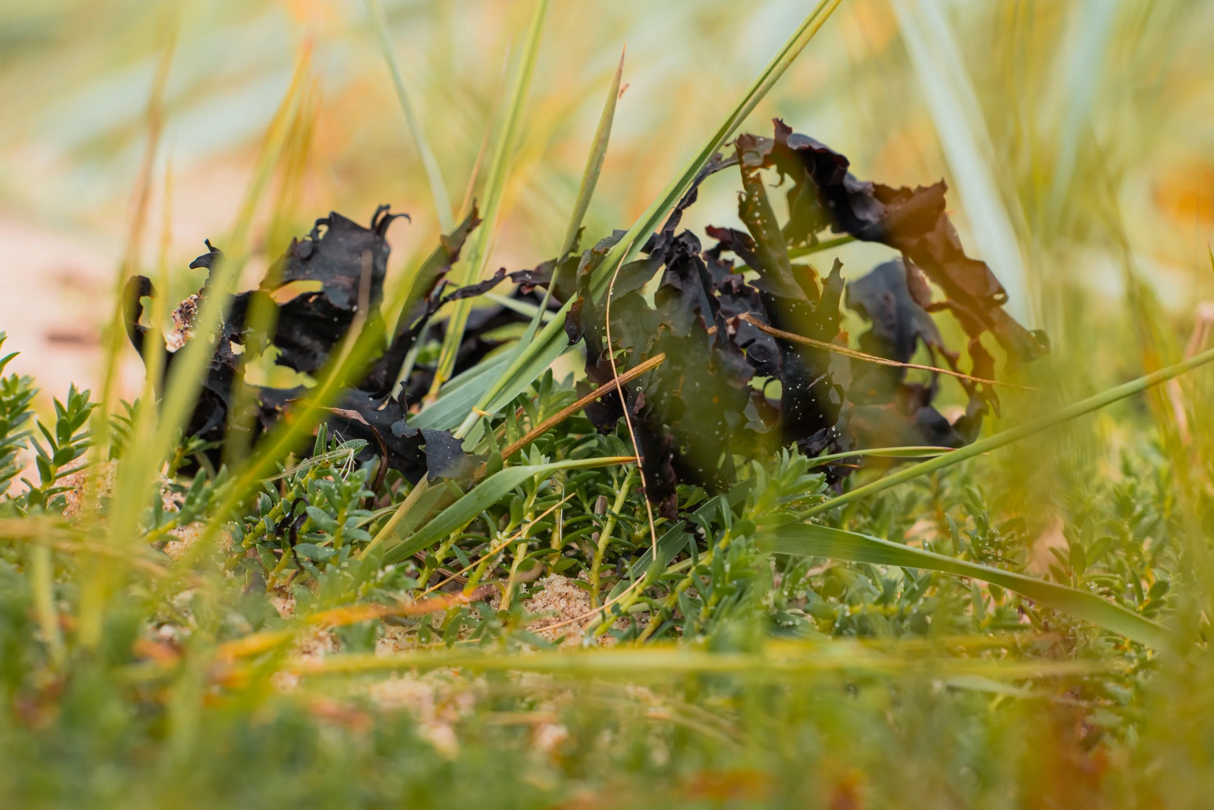 Close-up of decayed black seaweed on sandy and grassy ground.