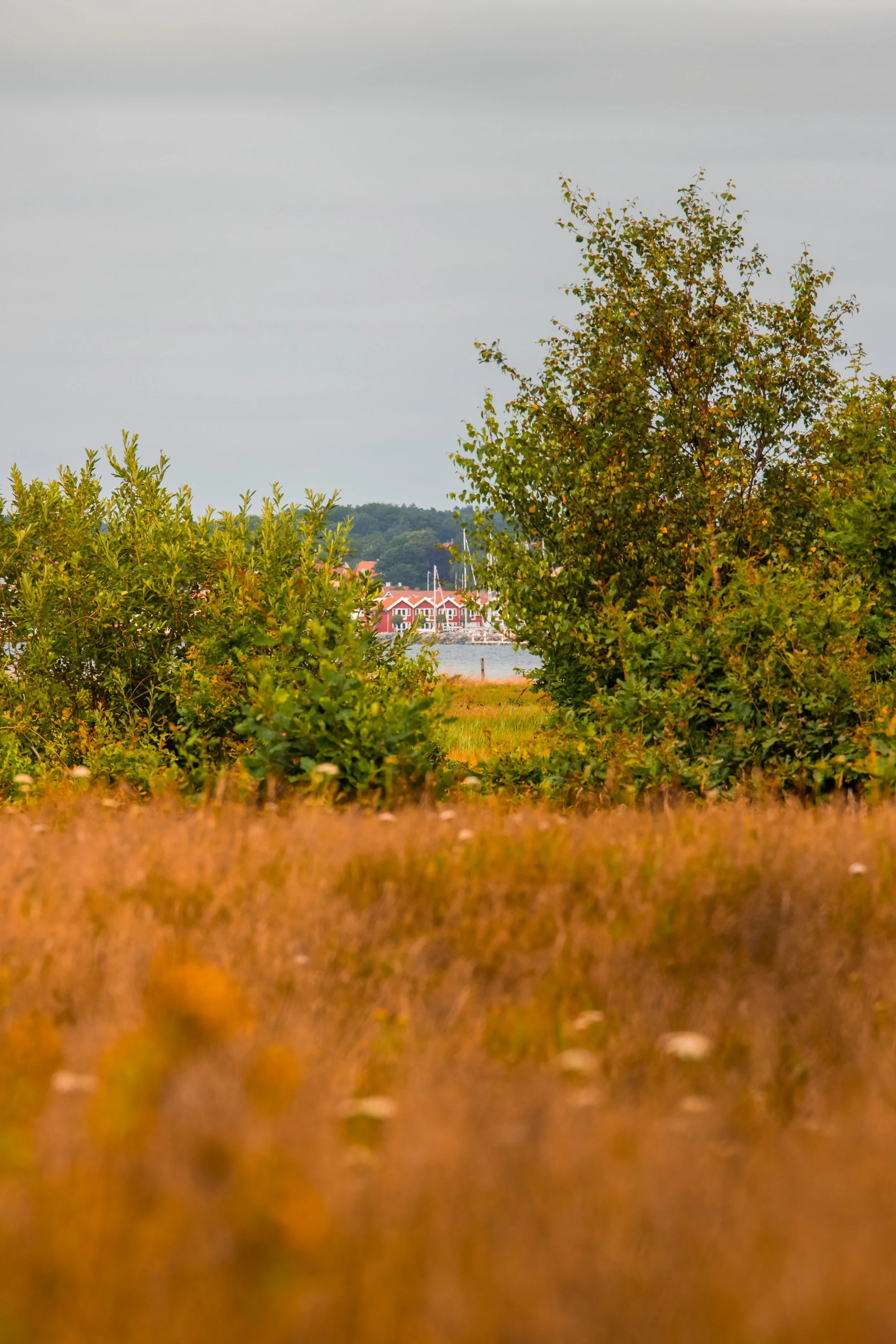 A scenic view of a natural landscape with trees and a grassy field in the foreground, a body of water, and a cluster of red and white buildings in the distance under a cloudy sky.