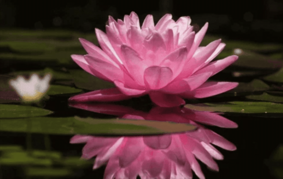 Cannes Lion: The Lotus Flower Charity