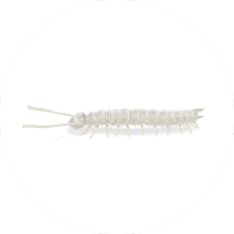 Centipede Page — Orkin Guyana