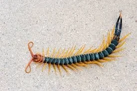 Centipede Page — Orkin Guyana