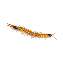 Centipede Page — Orkin Guyana