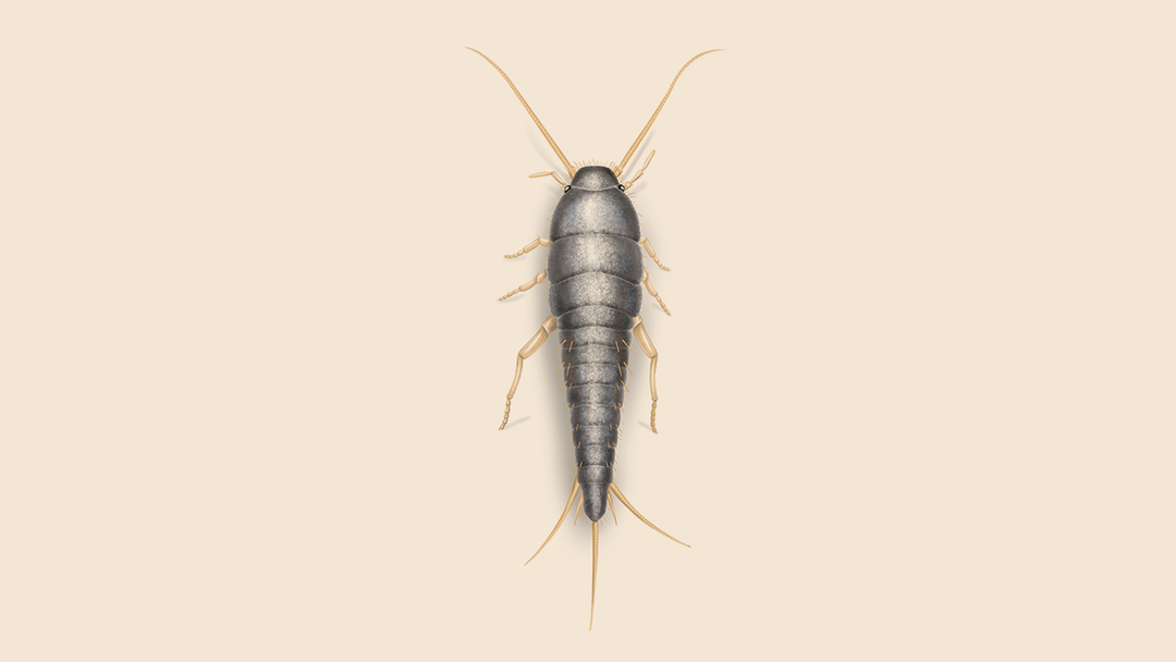 Silverfish — Orkin Guyana