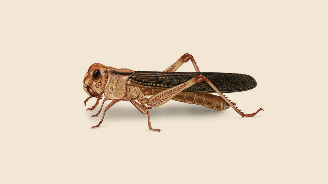 Locust — Orkin Guyana