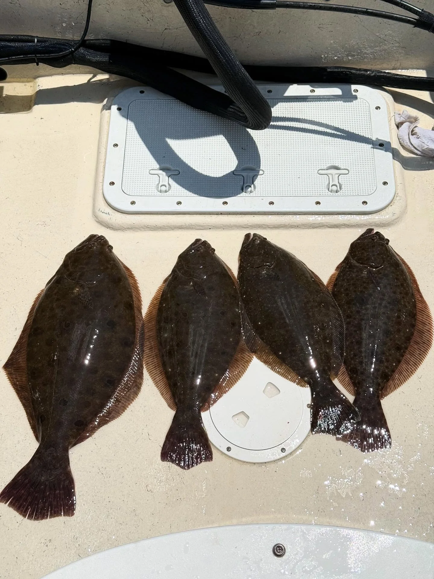 Live action on the boat and online! We are excited to announce the website is live and taking bookings for the rest of the season! Lilfriggerfishing.com
(Limited dates available)

We had a crazy July this year posting 7 fish over 4lbs and one 5 pound