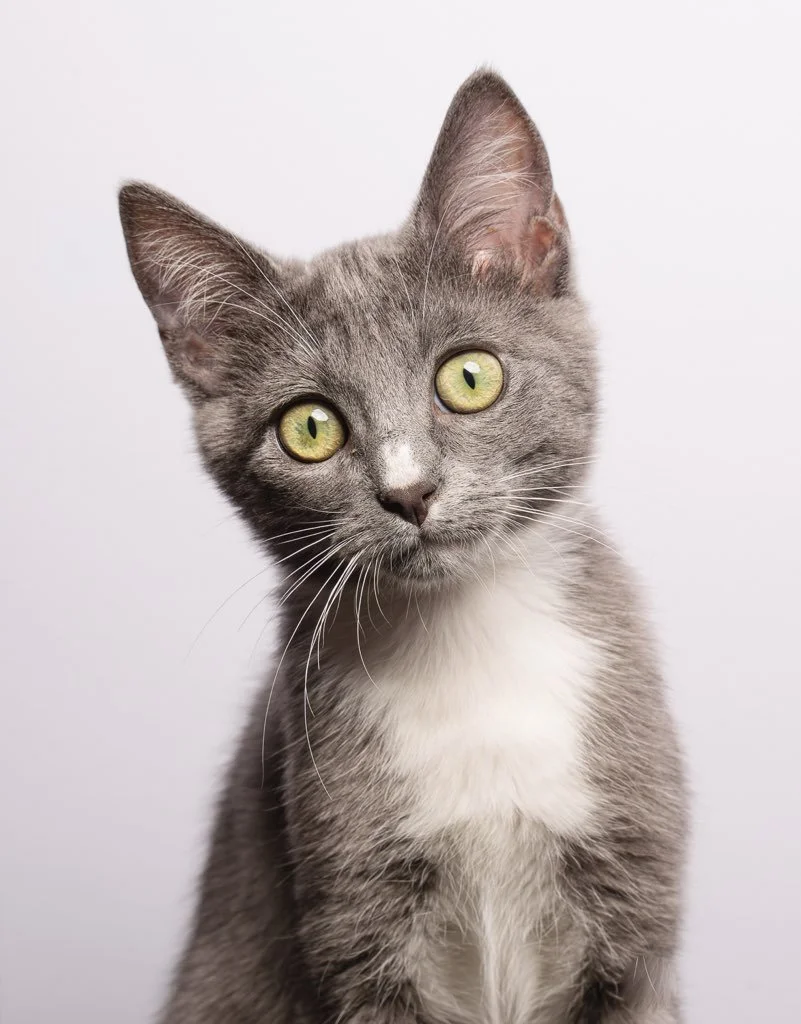 Gray and white kitten with yellow-green eyes looking at the camera against a plain light background.