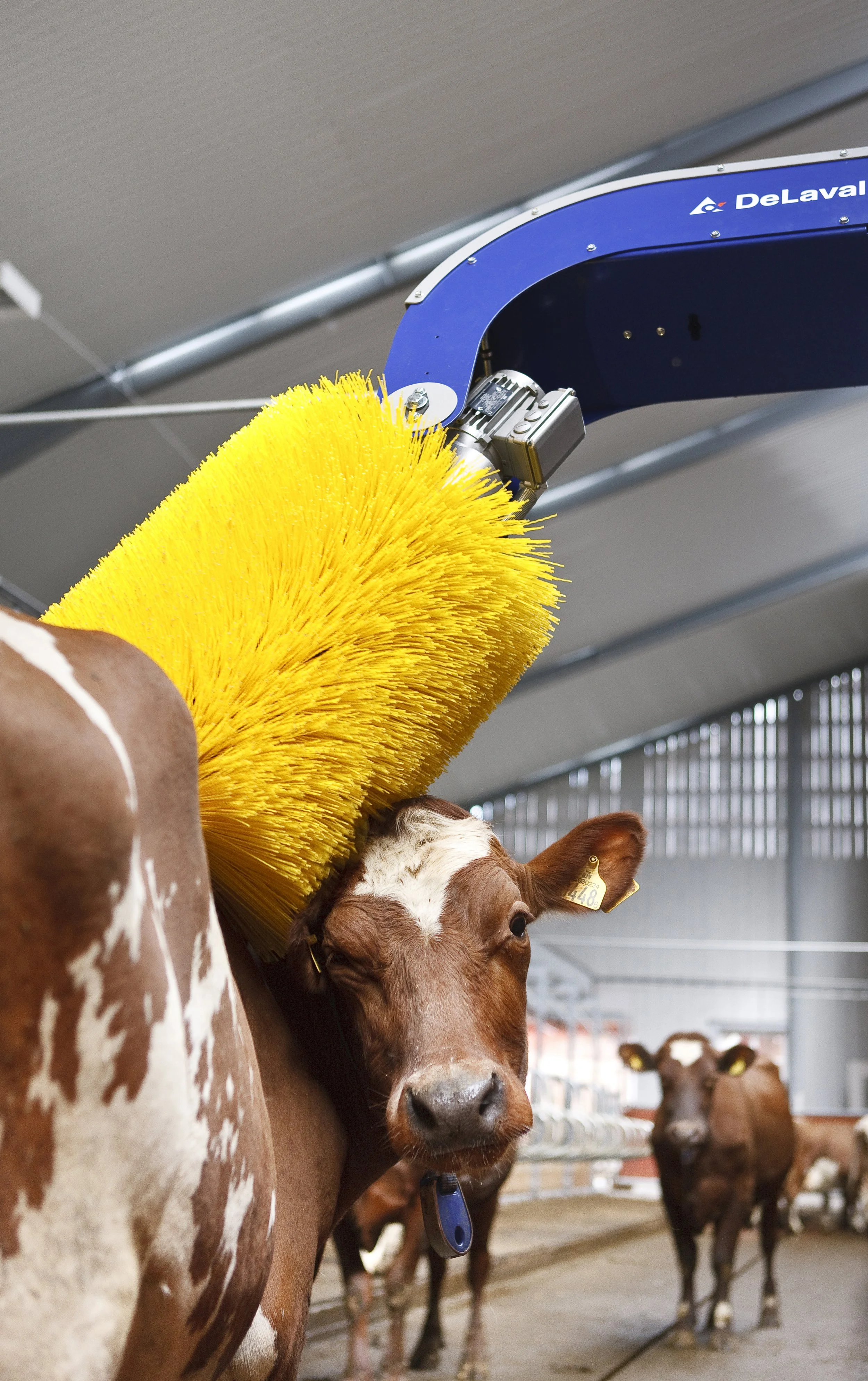 Cow-using-swinging-cow-brush-9913.jpg