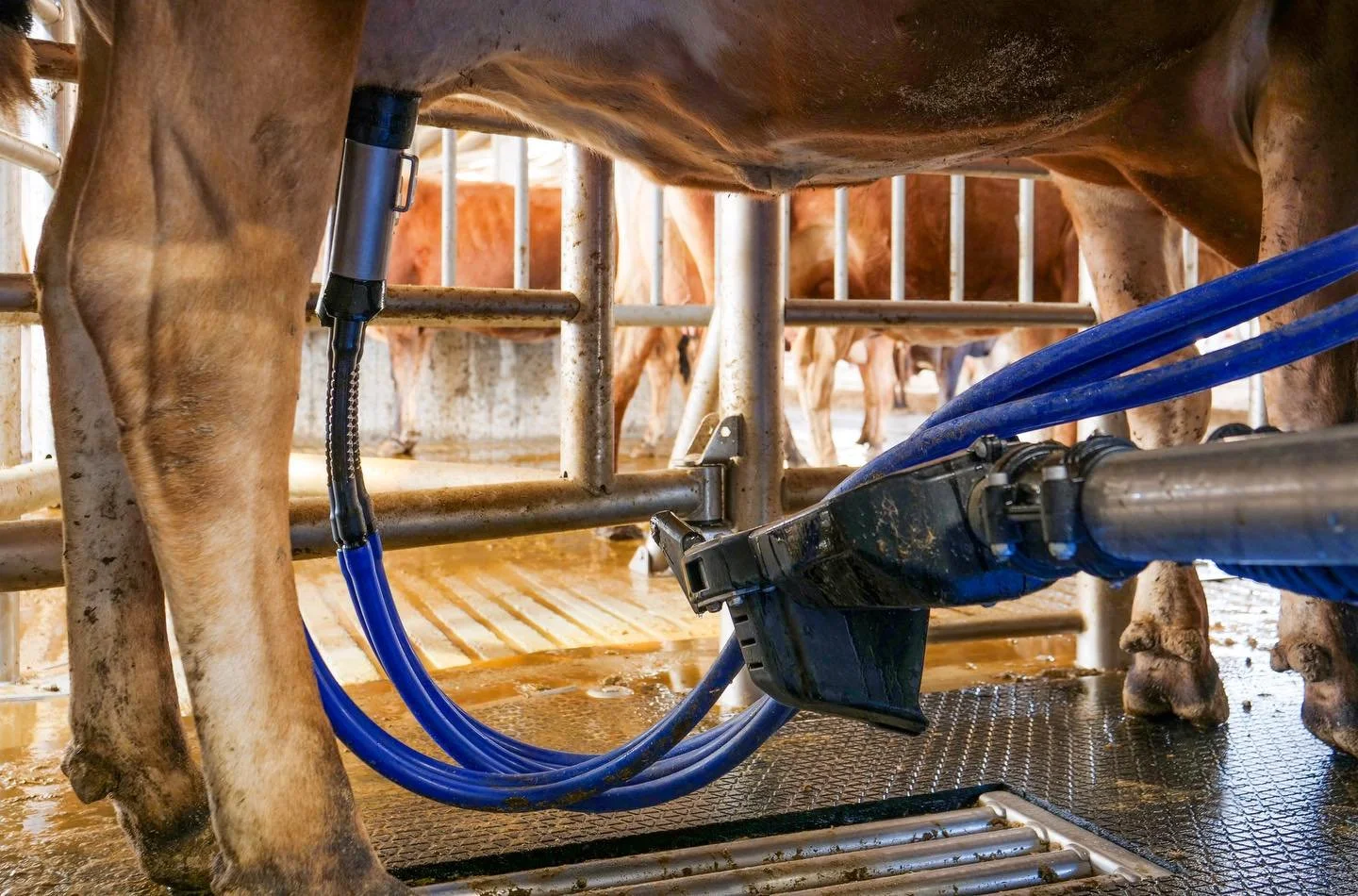 We live milk. As dairy specialists, there&rsquo;s nothing more satisfying than seeing a farm operating at its maximum efficiency. Real-time data from the @delaval_ukie V300 VMS robots allows our farmers to be proactive and prevent health issues like 