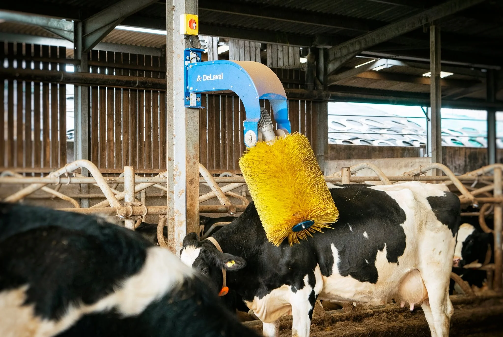 Gear up with the 2026 Gov.uk FETF grant....

One of the items you can apply for under the "Improving animal health and welfare" category is a DeLaval Swinging Cow Brush.

These are superb for increased cow comfort and help to scratch all th