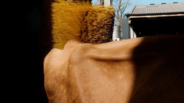 FETF98 - ROTATING COW BRUSH  Just one of the items available under this year&rsquo;s Farming Equipment and Technology Fund. 

Studies have proven that comfortable and happy cows produce more milk.   DeLaval&rsquo;s swinging cow brushes enhance natura