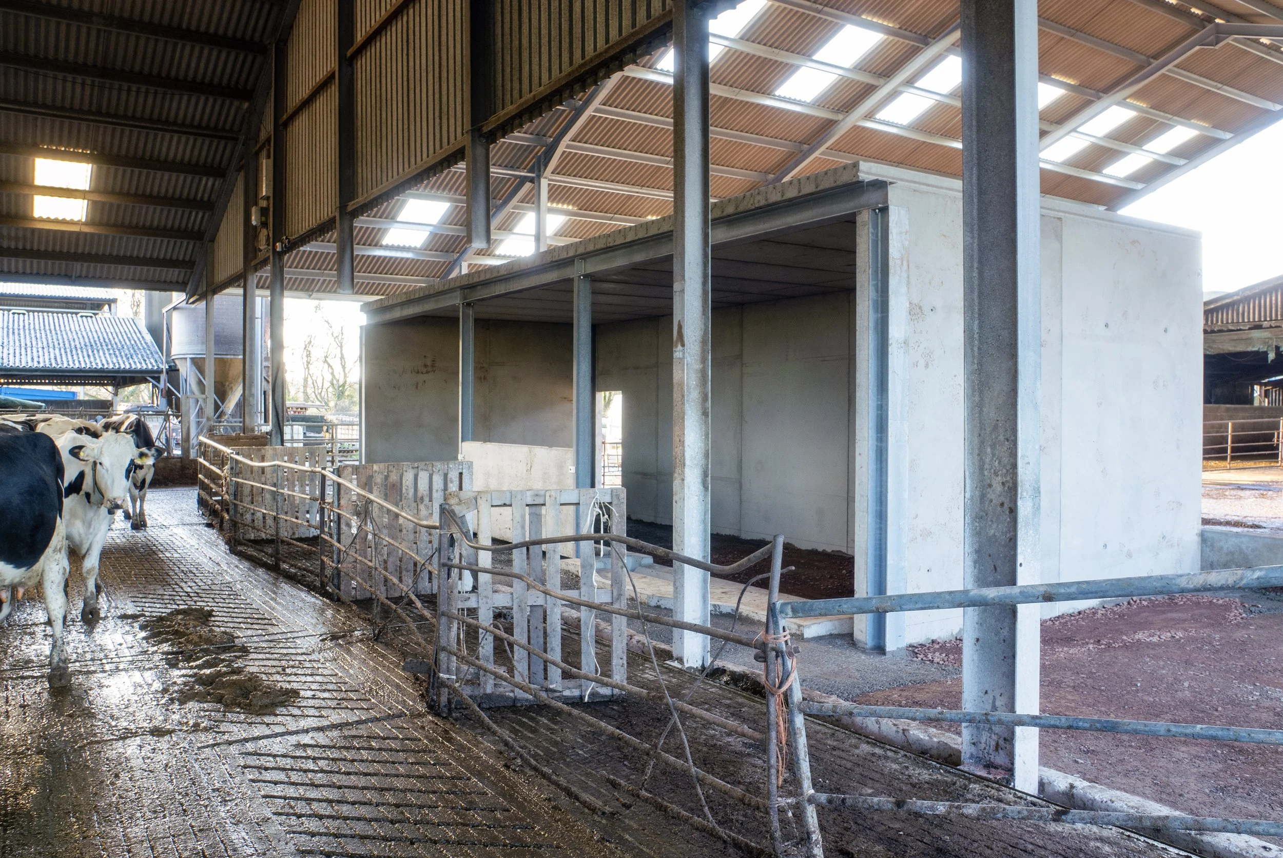 Inside a barn with cows, showing a two-story structure with concrete and metal construction, dirt and mud on the floor, and part of the roof visible with sunlight coming through.