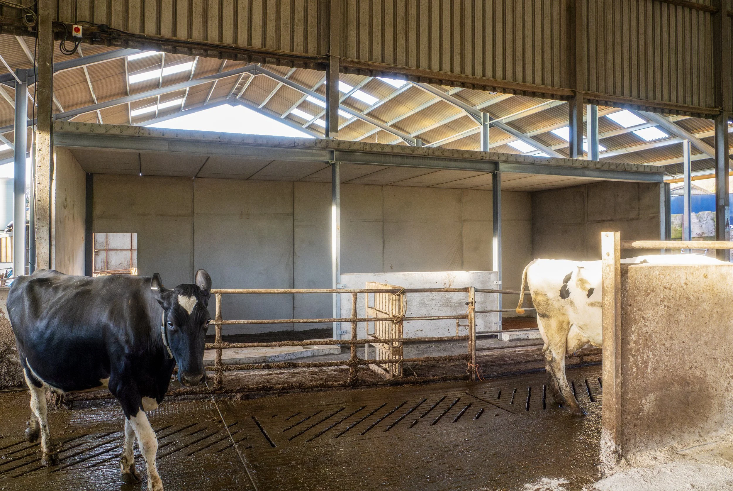 Inside a barn with cattle, showing part of the pen and the roof with sunlight streaming through.