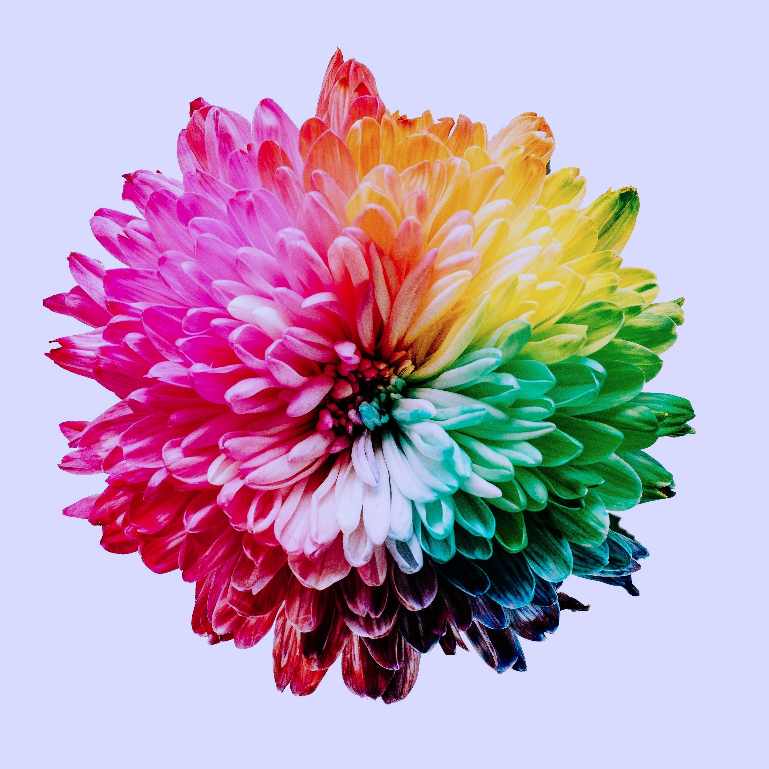 Bridging Financial Clarity & Energetic Healing
