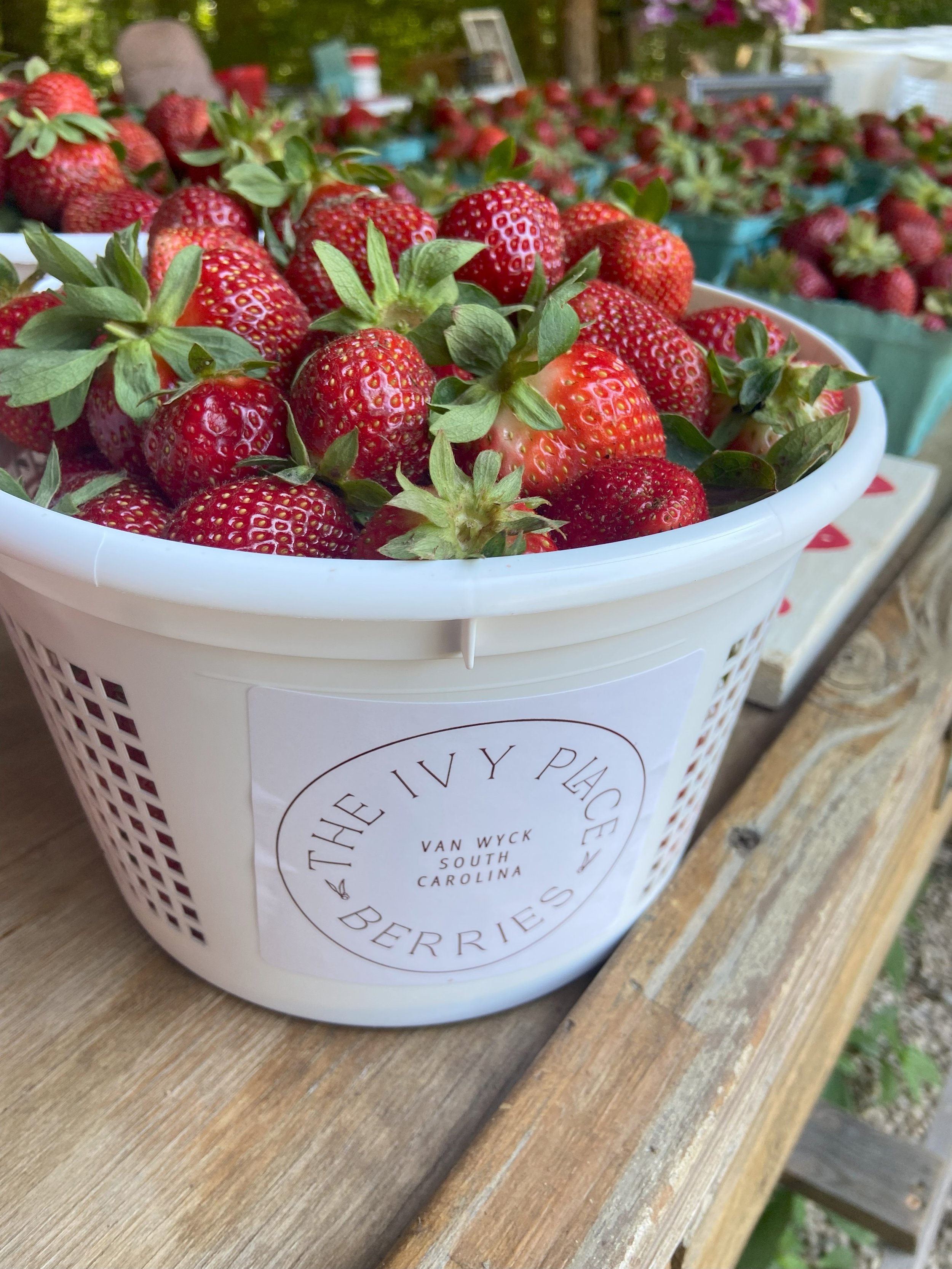 A white basket filled with fresh strawberries on a wooden table, labeled with 'The Ivy Place Berries, Van Wyck, South Carolina.' More baskets of strawberries visible in the background.