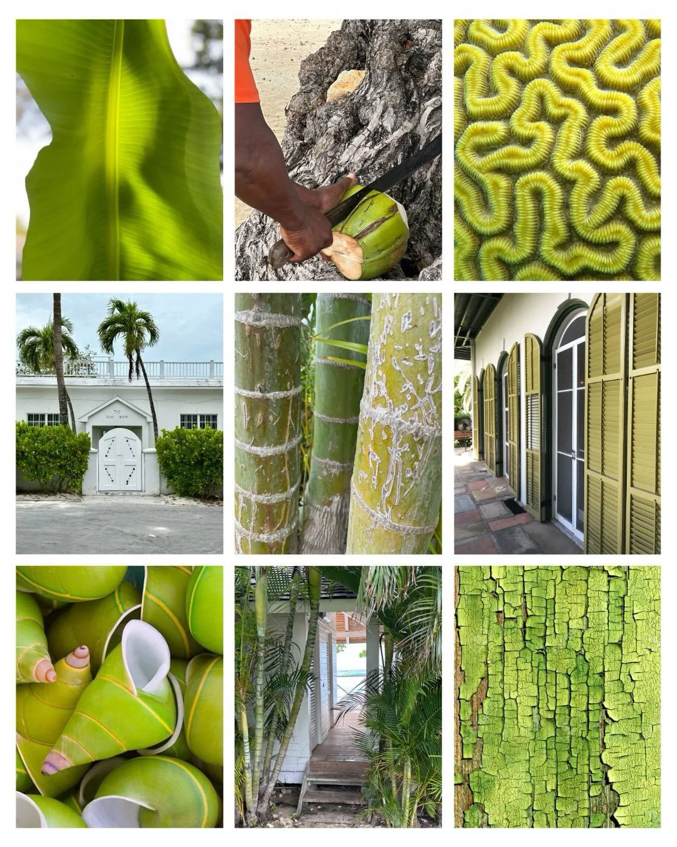 When asked what inspires my color choices&hellip;

Mainly what I see outside and where I&rsquo;ve traveled.

📷 left to right:
Sullivan&rsquo;s Island, South Carolina
Montego Bay, Jamaica 
Pinterest
Negril, Jamaica 
Soufriere, St. Lucia
Key West, Flo