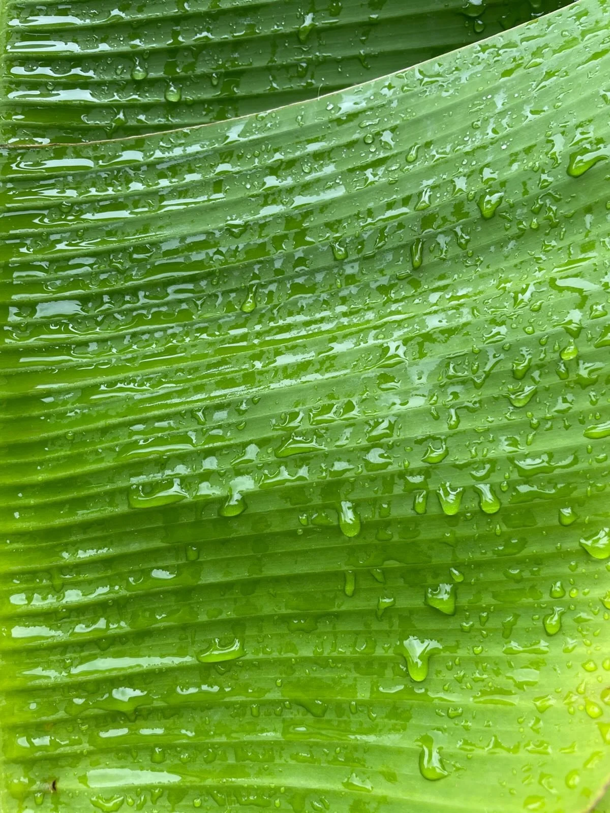 Rainy day vibes. 

Finally, our bananas are so happy! 🙏