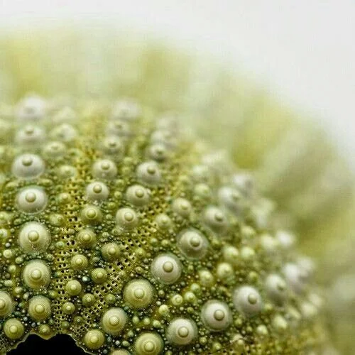 urchin.jpg