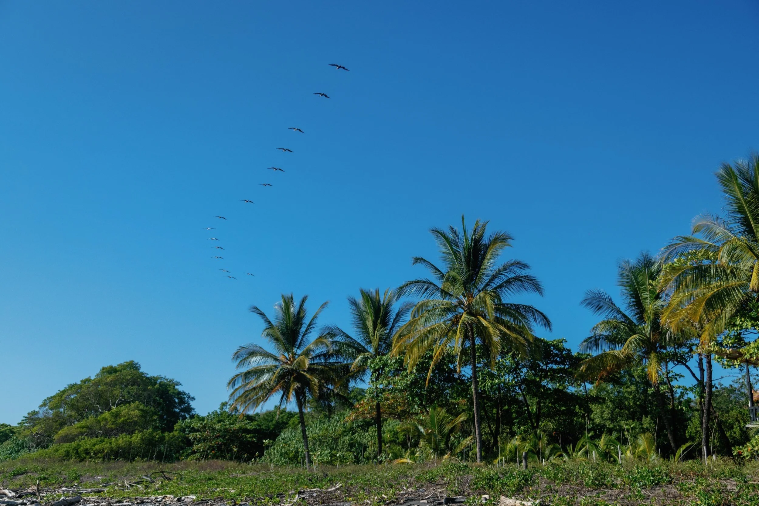 A clear blue sky with a V-shaped formation of birds flying above a tropical landscape of palm trees and green foliage.