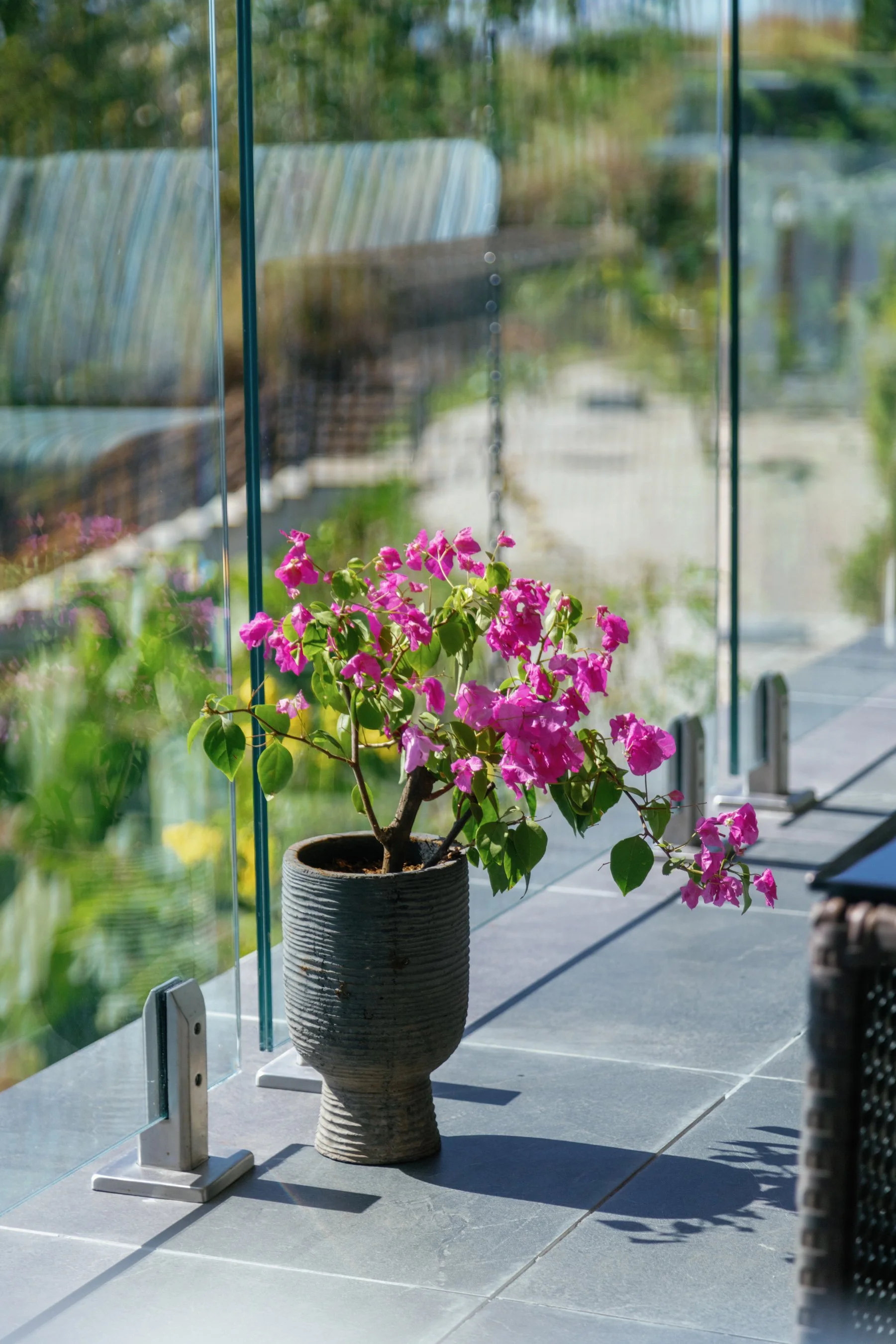 Pink bougainvillea plant in a textured ceramic pot on a gray tile balcony with glass railing and outdoor furniture, overlooking greenery.