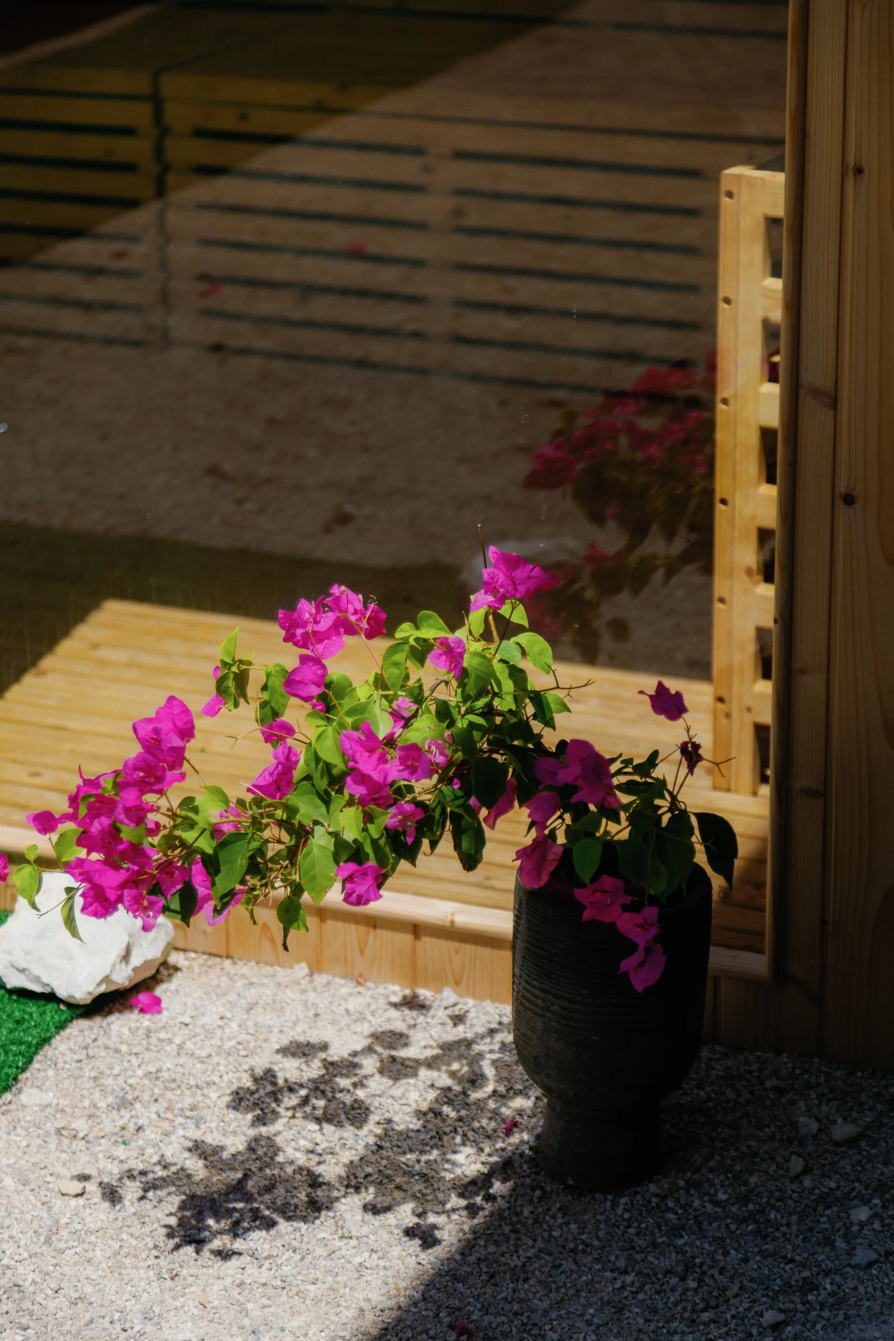 Pink bougainvillea flowers in a black pot outside near a wooden deck and a glass door.