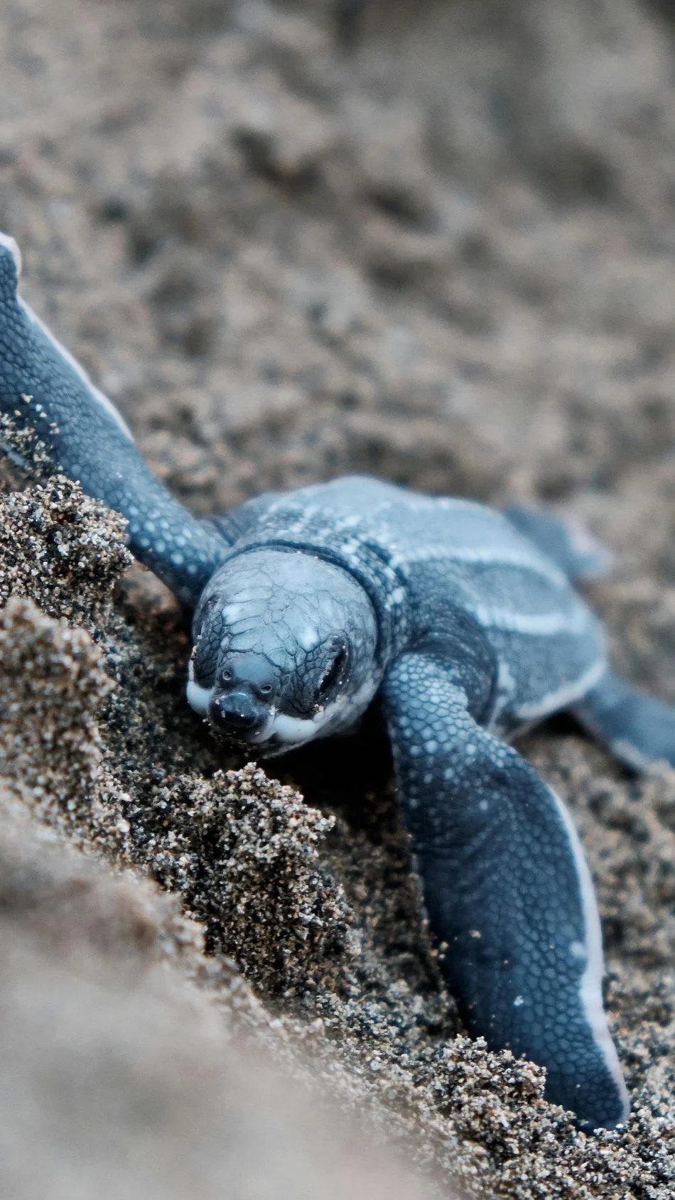 Wildlife experience near Marbella, featuring the diverse biodiversity of Costa Rica.