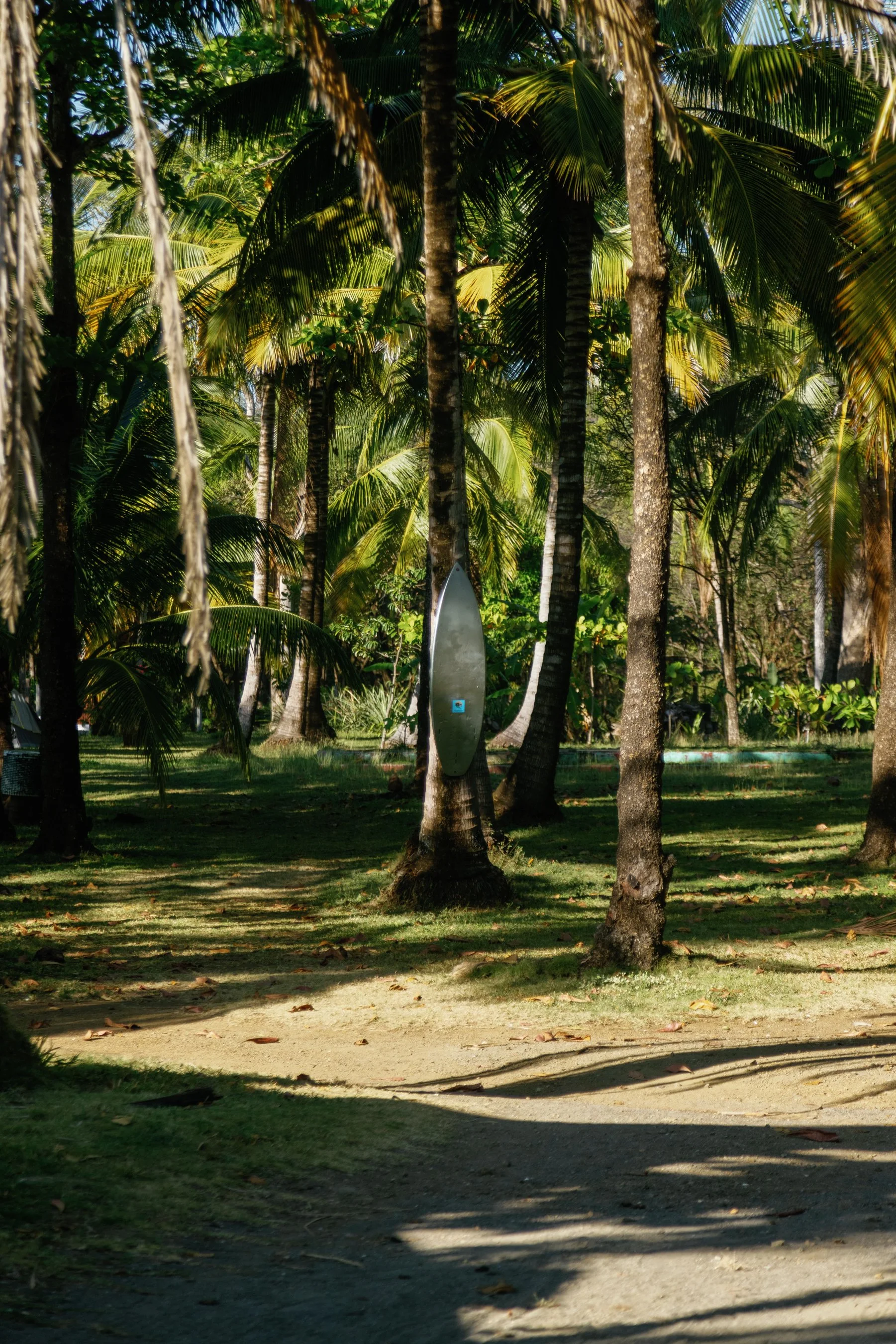 Beach with palm trees and shade shadows, a surfboard leaning against a tree in a tropical setting.