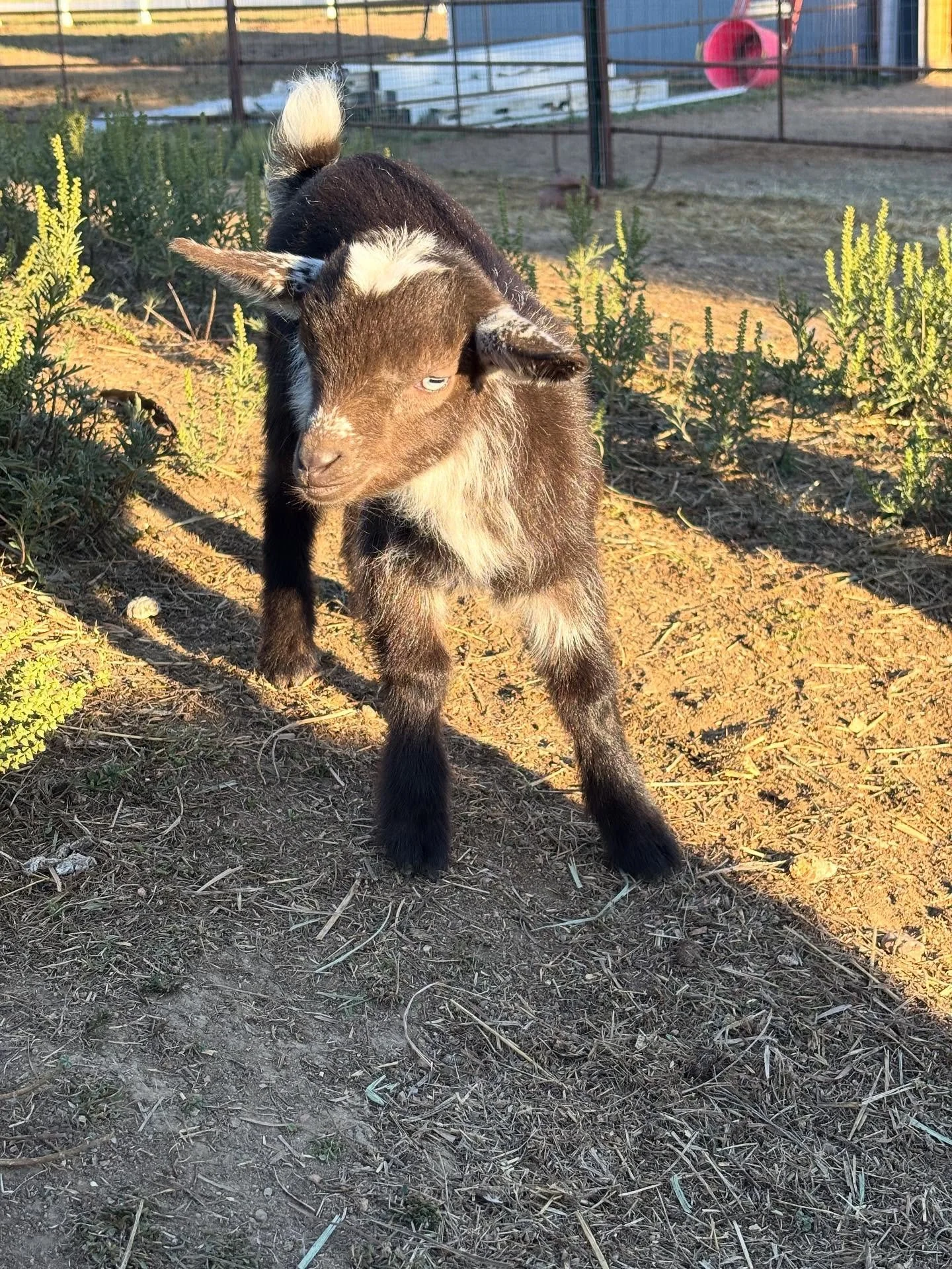 Life in the farm lately! All the babies! 

#babygoats #farmlife #kittens #babyanimals #Godisawesome #cute