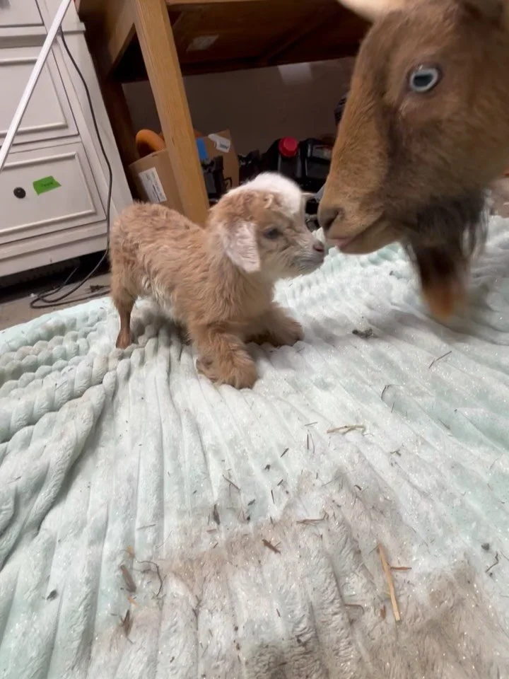 Well to the farm little one! This lil girls came into the  world 10pm Monday night! Thank goodness we found her! Her name is Pauline and she is so loved. First few hour mama was having bad post contractions so she got to snuggle up in my coat and hav