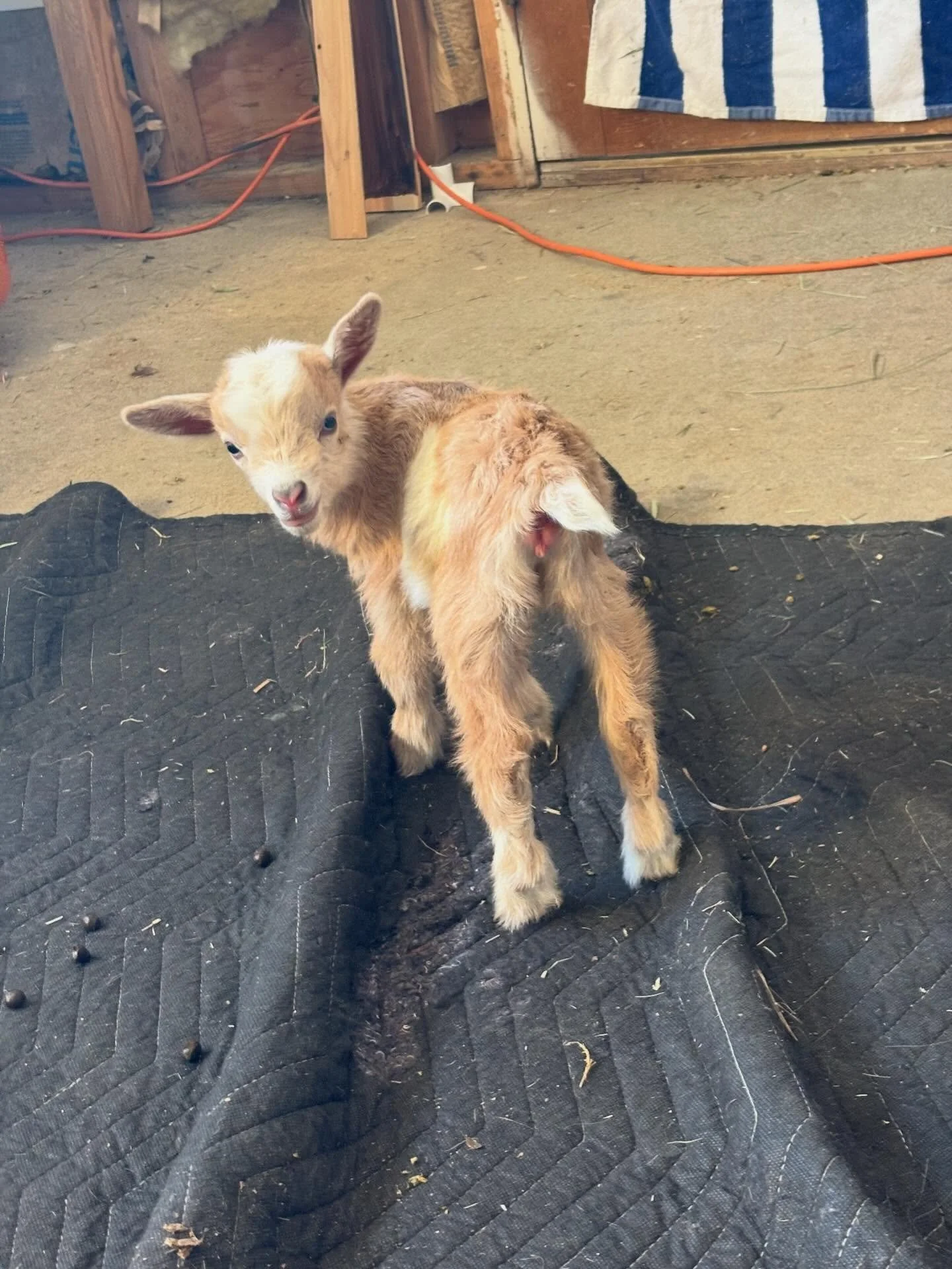 It&rsquo;s been a busy weeks on the farm! 3 lil does welcomed to the family! In picture order - Pauline, Poppy &amp; Piper. All had a special entrance into the world! We are so blessed that they are all healthy and happy babes! 

#FarmLife
#BabyGoats