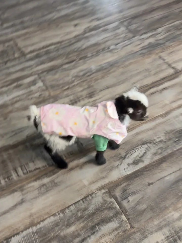 Lil Piper got a special new get up for snow day! 

#babygoat #farmlife #goat #farmanimals #cute