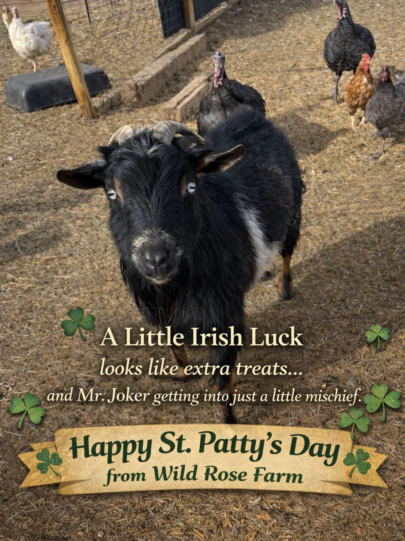 Happy St. Patty&rsquo;s Day from Wild Rose Farm ☘️
#farmlife #goat #farmanimals