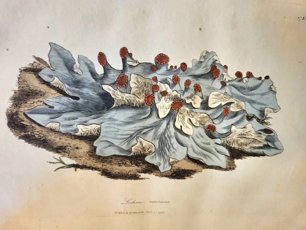 AWE Midwinter Meetup 2026