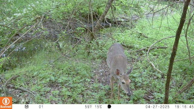 📸 Whitetail Are On the Move – Big Time
