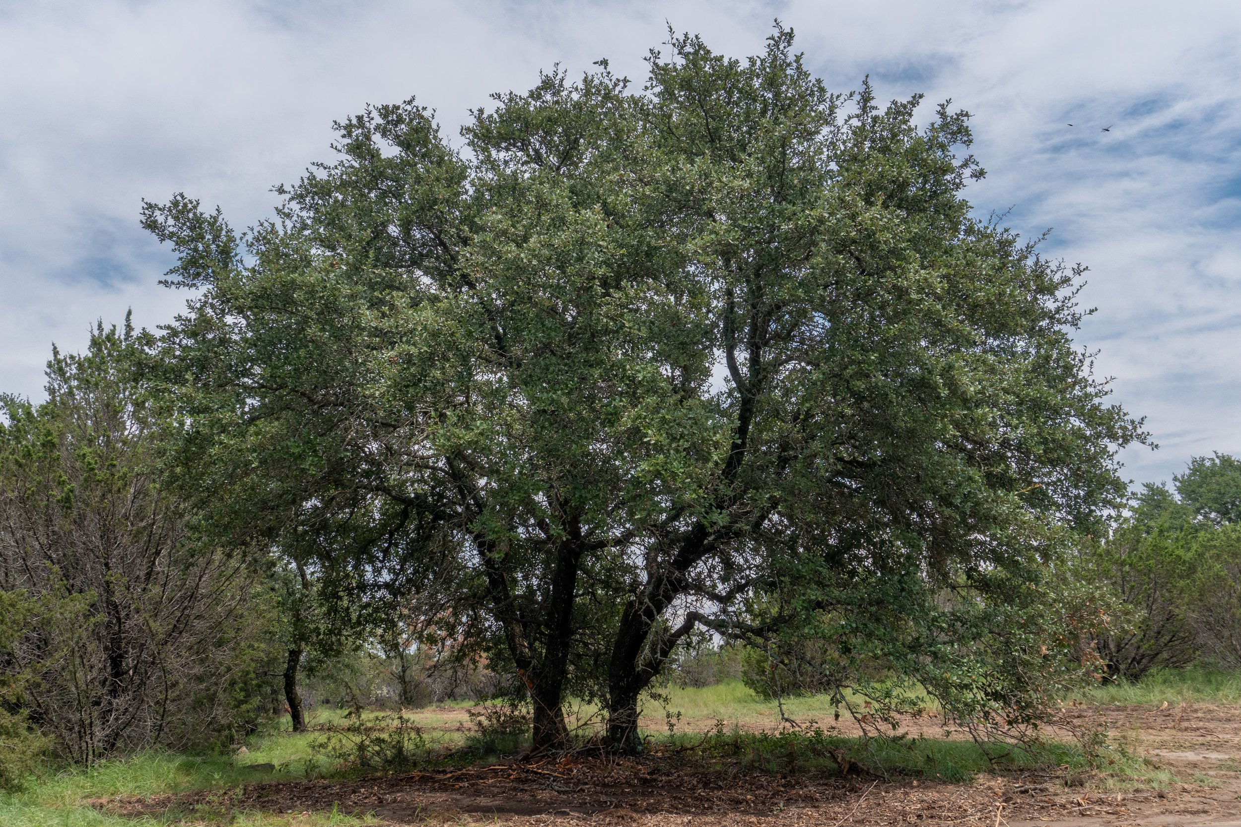 Tract 7  |  10.69 Acres  |  $264,575